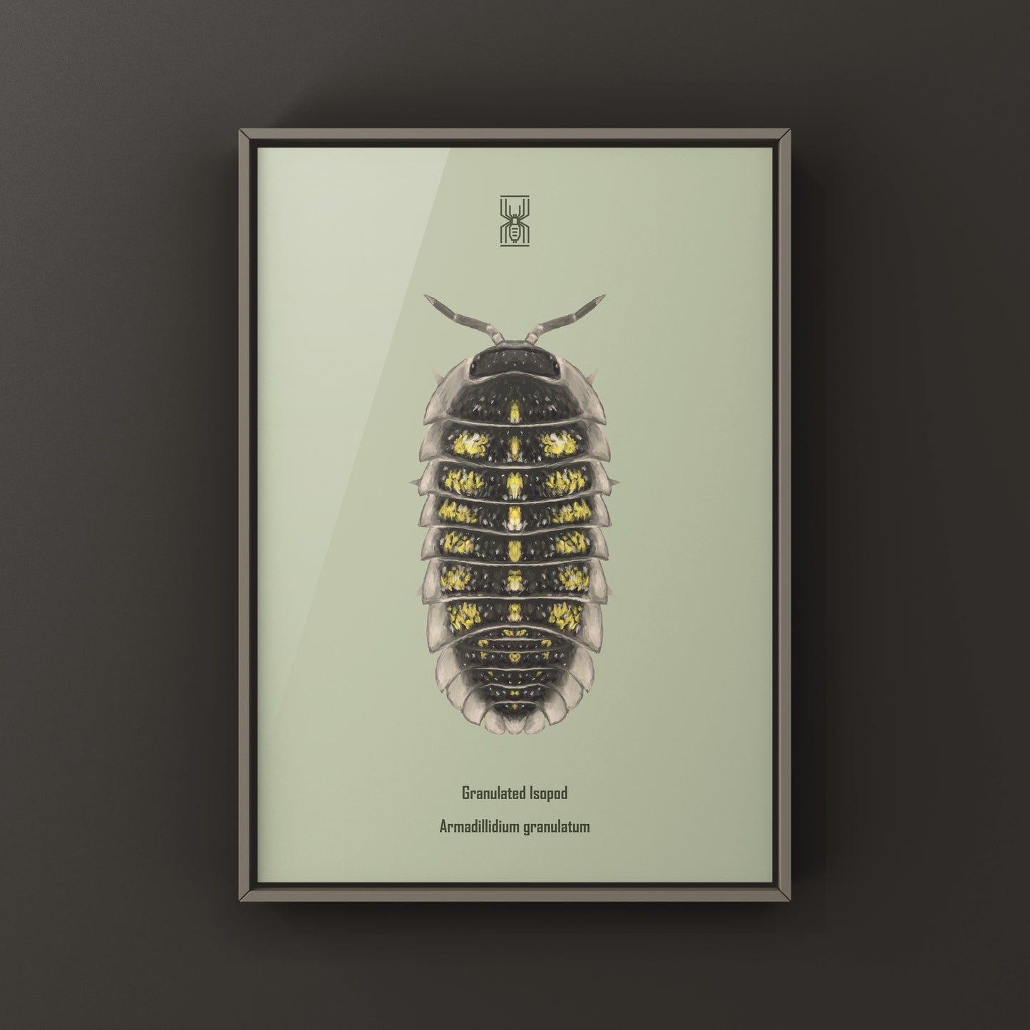 Granulated Isopod (Armadillidium granulatum) art print by The Silk Ranch, showcasing detailed illustration of this small crustacean.