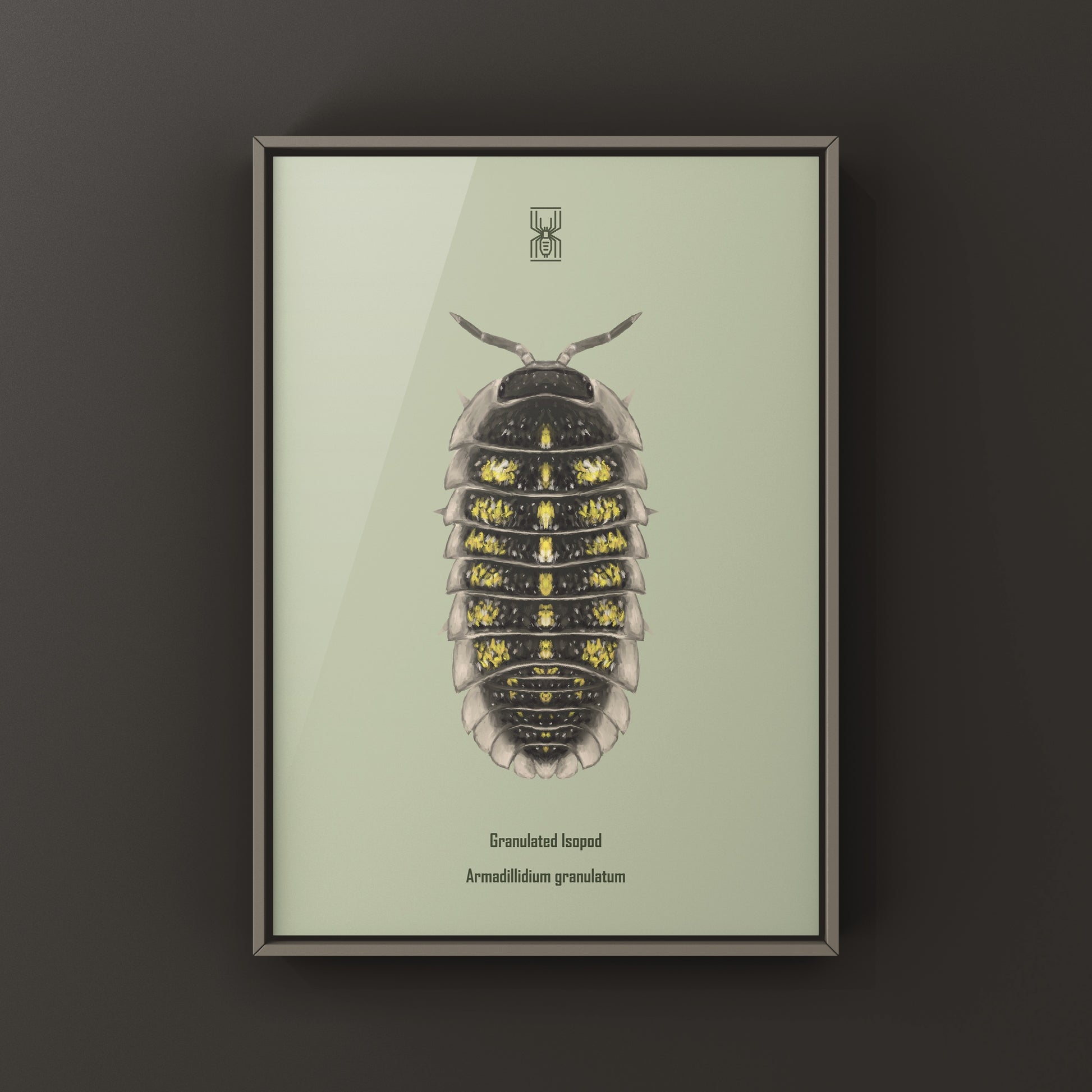 Granulated Isopod (Armadillidium granulatum) art print by The Silk Ranch, showcasing detailed illustration of this small crustacean.