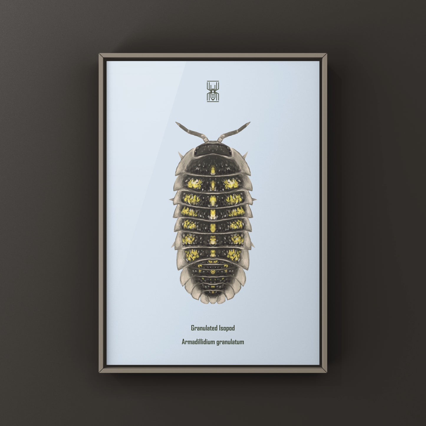 Granulated Isopod (Armadillidium granulatum) art print by The Silk Ranch, depicting detailed illustration of this crustacean species.