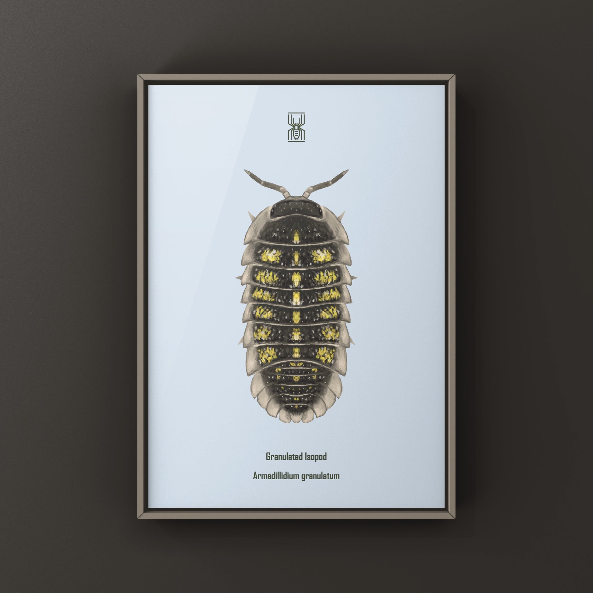 Granulated Isopod (Armadillidium granulatum) art print by The Silk Ranch, depicting detailed illustration of this crustacean species.