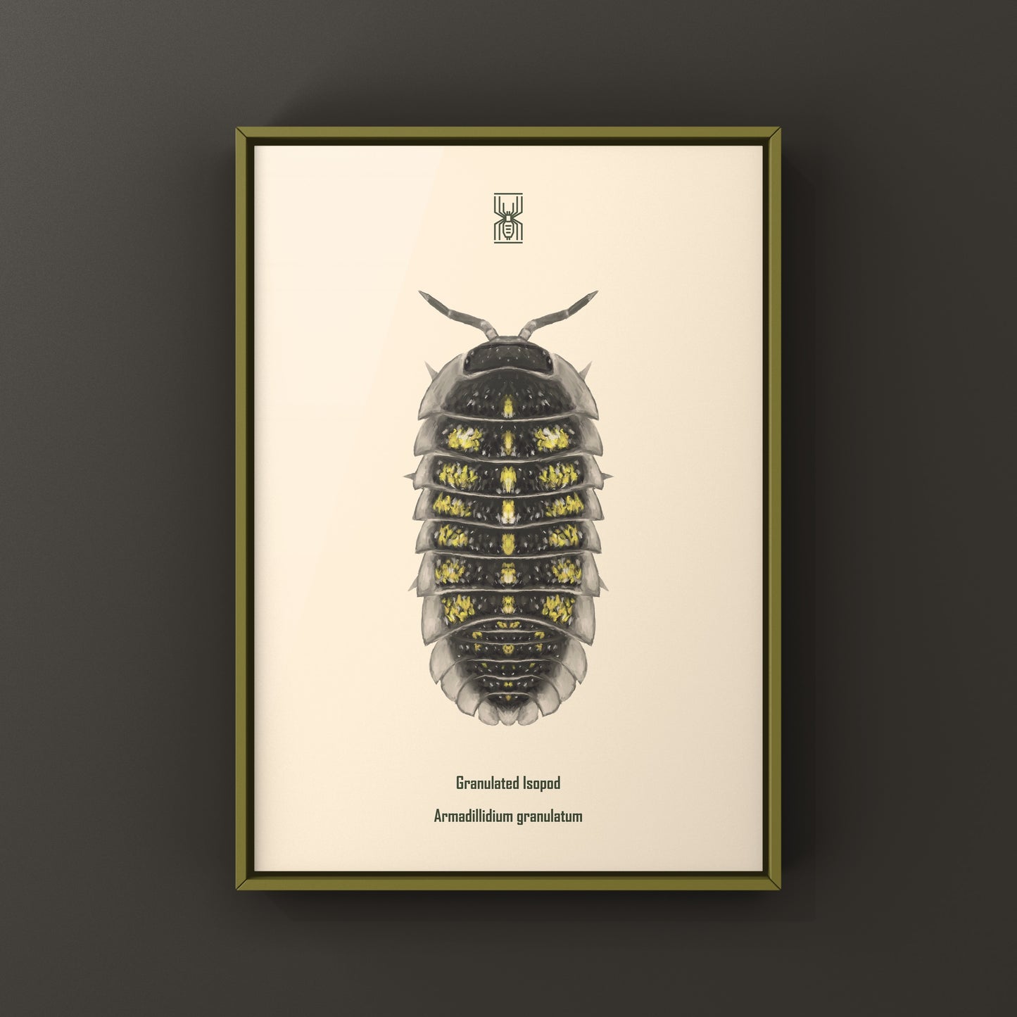 Granulated Isopod (Armadillidium granulatum) art print featuring detailed illustration of this crustacean species.