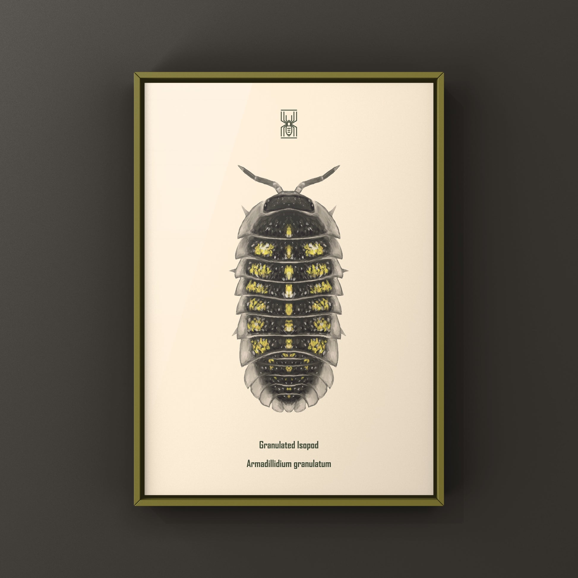 Granulated Isopod (Armadillidium granulatum) art print featuring detailed illustration of this crustacean species.