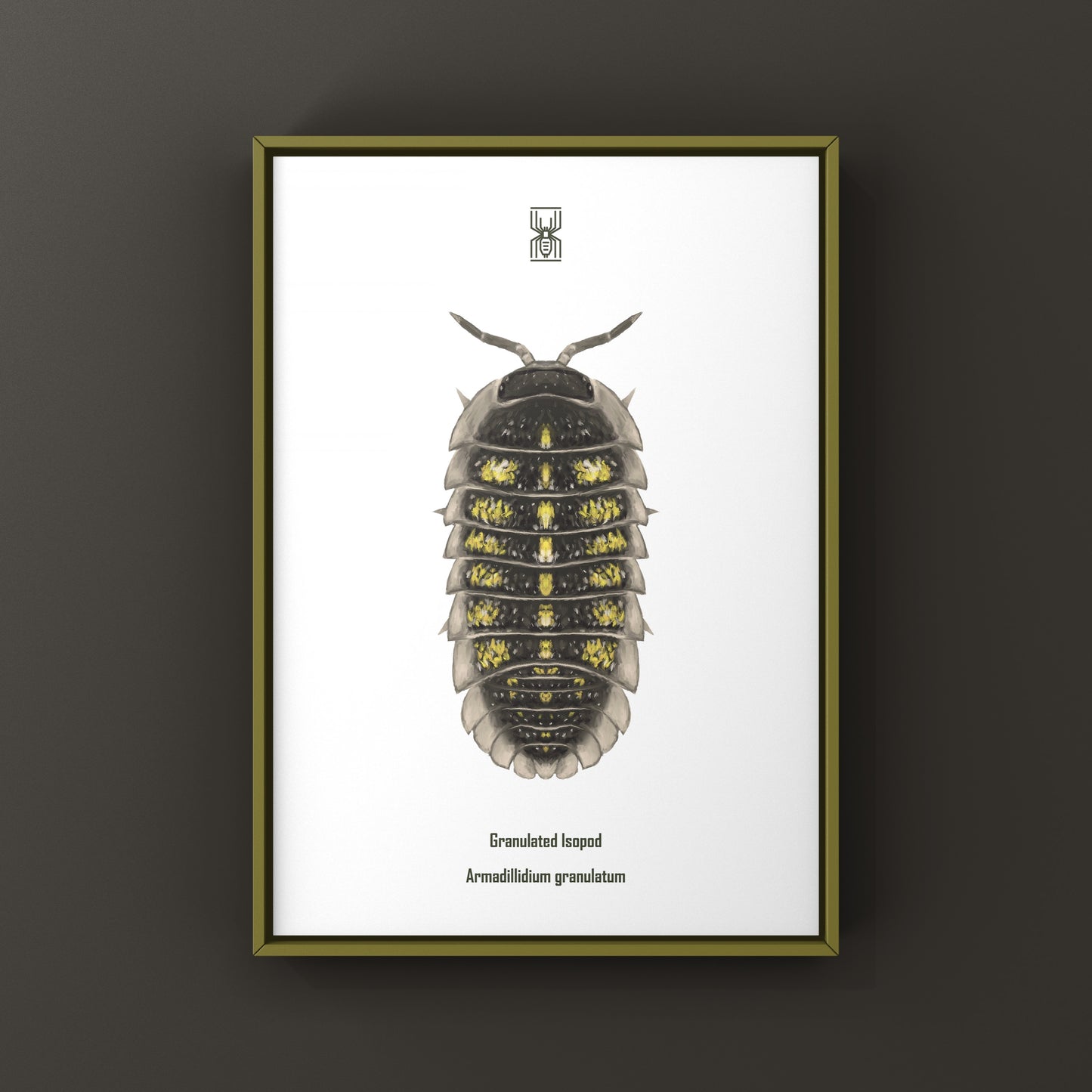 Detailed art print of a granulated isopod (Armadillidium granulatum) showcasing its textured exoskeleton and natural form.