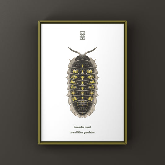 Granulated Isopod (Armadillidium granulatum) Art Print from The Silk Ranch