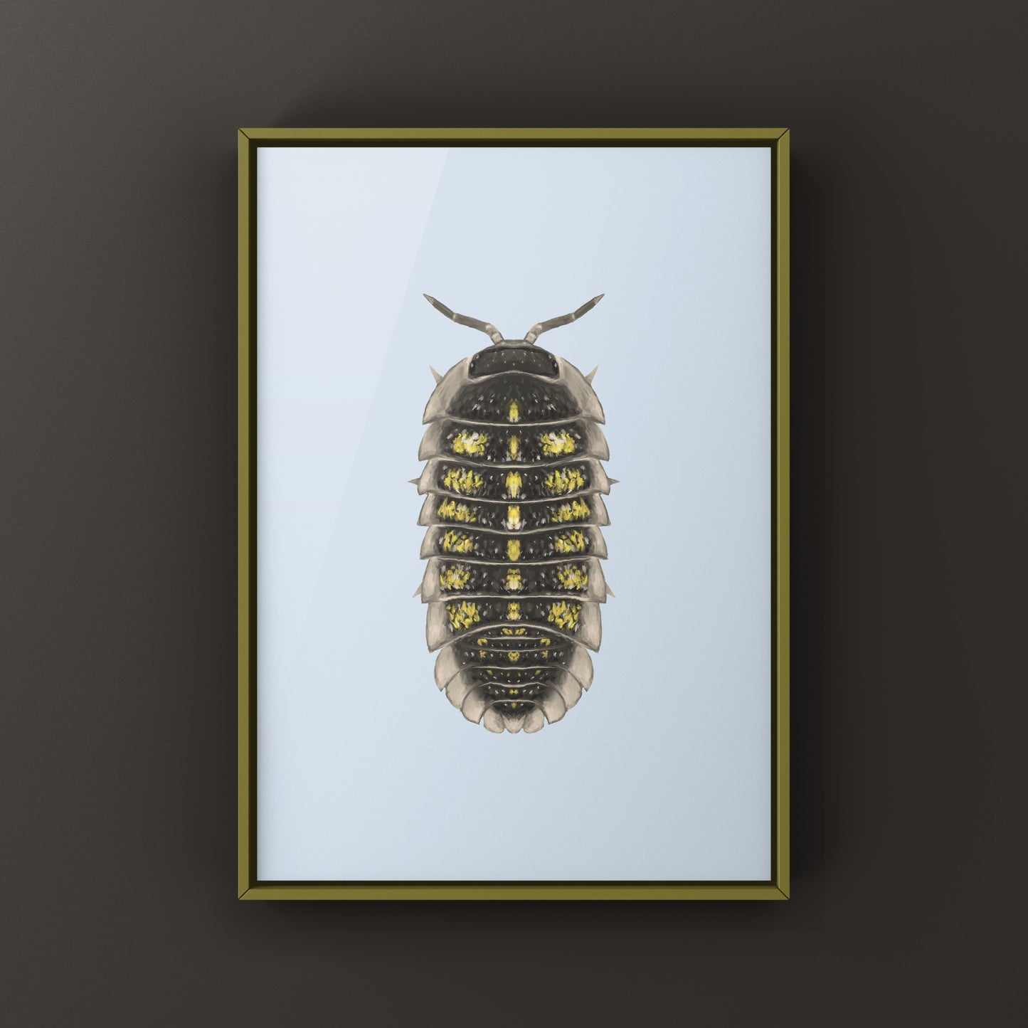 Granulated Isopod (Armadillidium granulatum) art print featuring detailed illustration of the terrestrial crustacean on white background