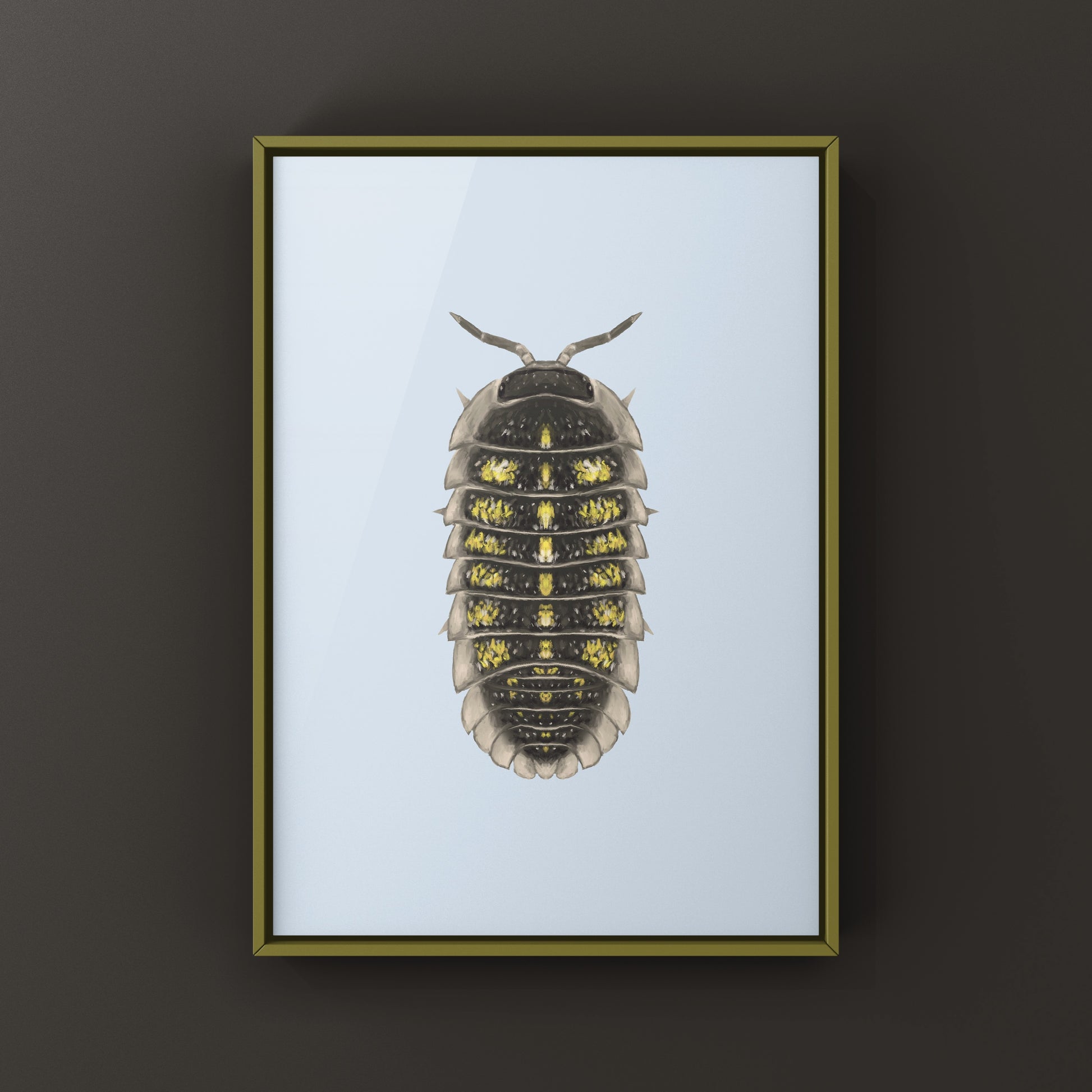 Granulated Isopod (Armadillidium granulatum) art print featuring detailed illustration of the terrestrial crustacean on white background