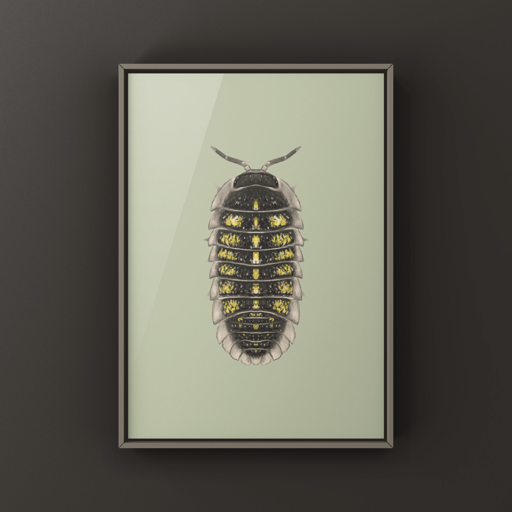 Close-up of a granulated isopod (Armadillidium granulatum) art print featuring detailed illustrations of the crustacean.