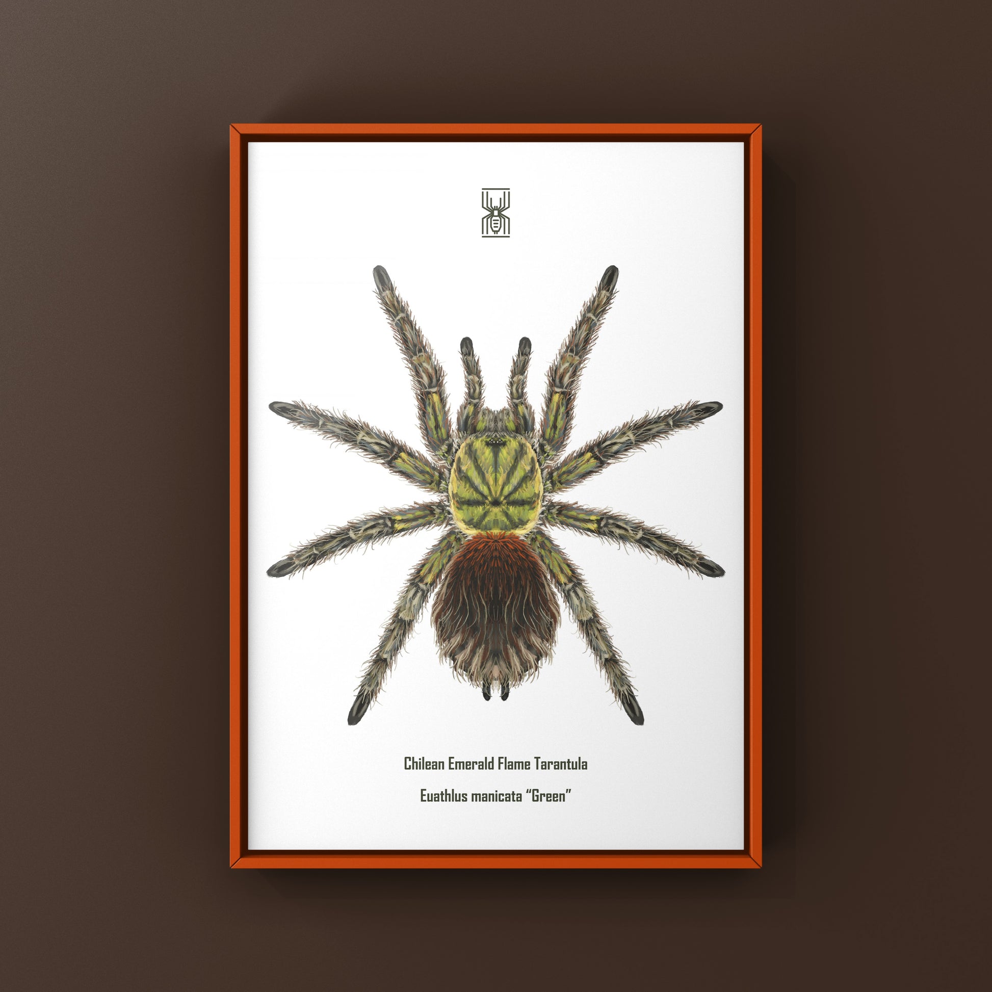Chilean Emerald Flame Tarantula Euathlus manicata art print showing vibrant green coloration and detailed arachnid illustration.