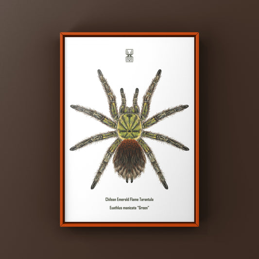 Chilean Emerald Flame Tarantula (Euathlus manicata "Green") Art Print from The Silk Ranch