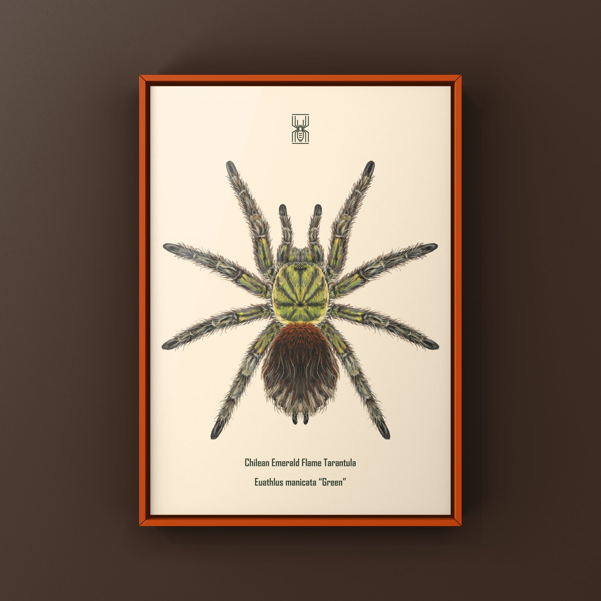 Chilean Emerald Flame Tarantula art print showing a vibrant green Euathlus manicata spider on a neutral background