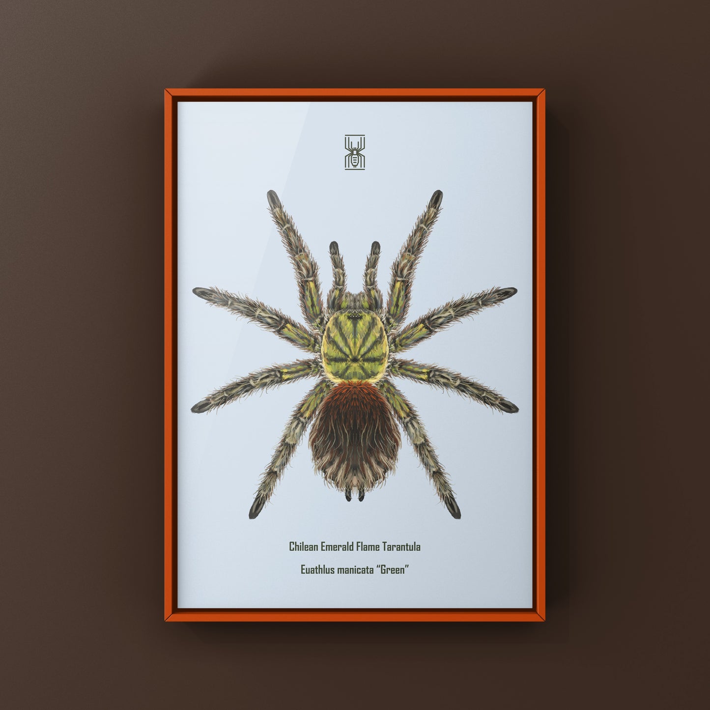 Chilean Emerald Flame Tarantula art print showing detailed green tarantula on white background, created by The Silk Ranch.