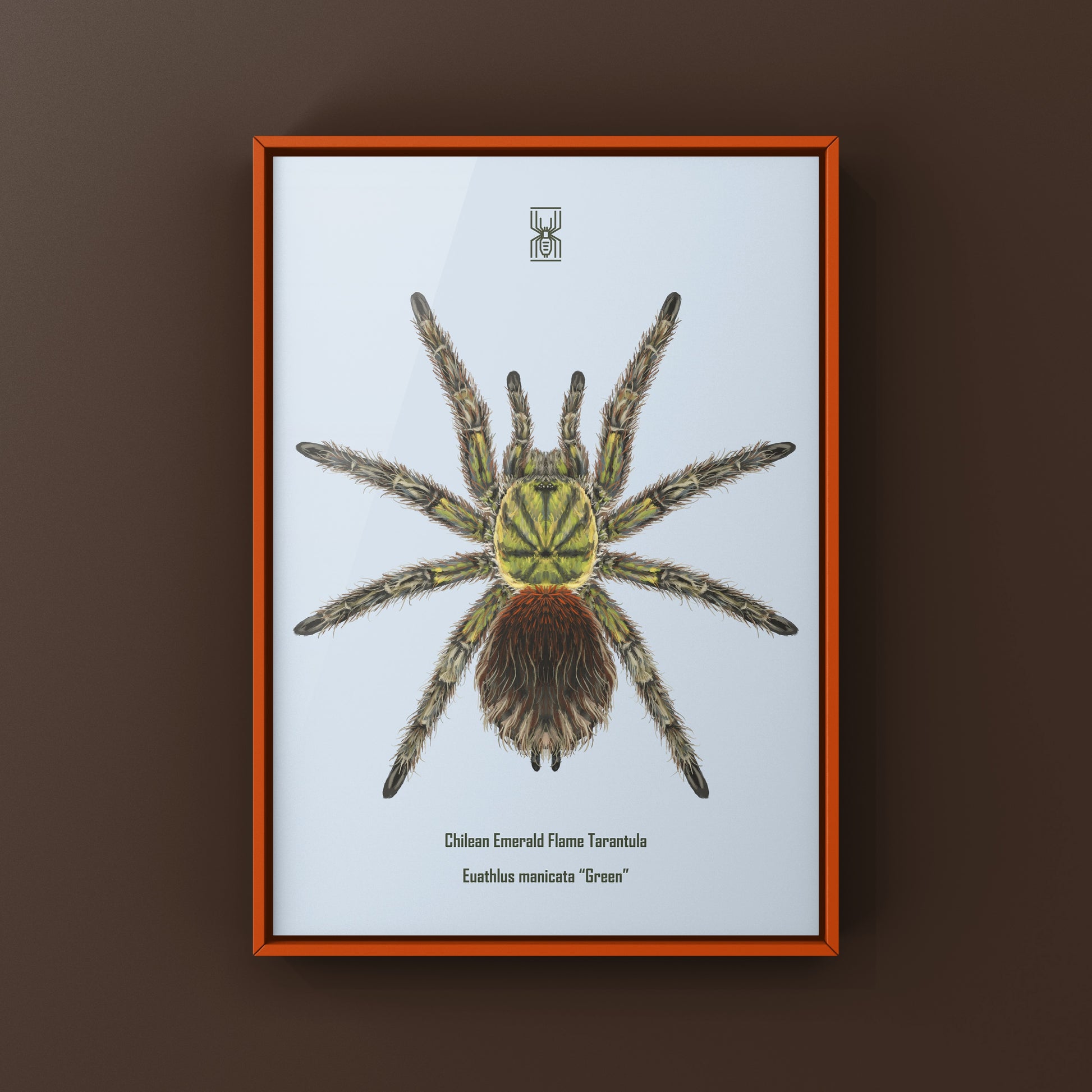 Chilean Emerald Flame Tarantula art print showing detailed green tarantula on white background, created by The Silk Ranch.