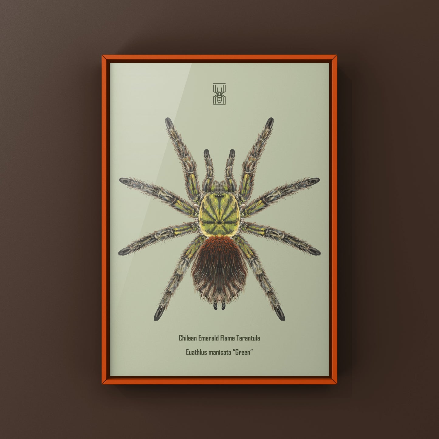 Chilean Emerald Flame Tarantula Euathlus manicata green art print featuring detailed illustrations of the tarantula's vibrant coloration and features.