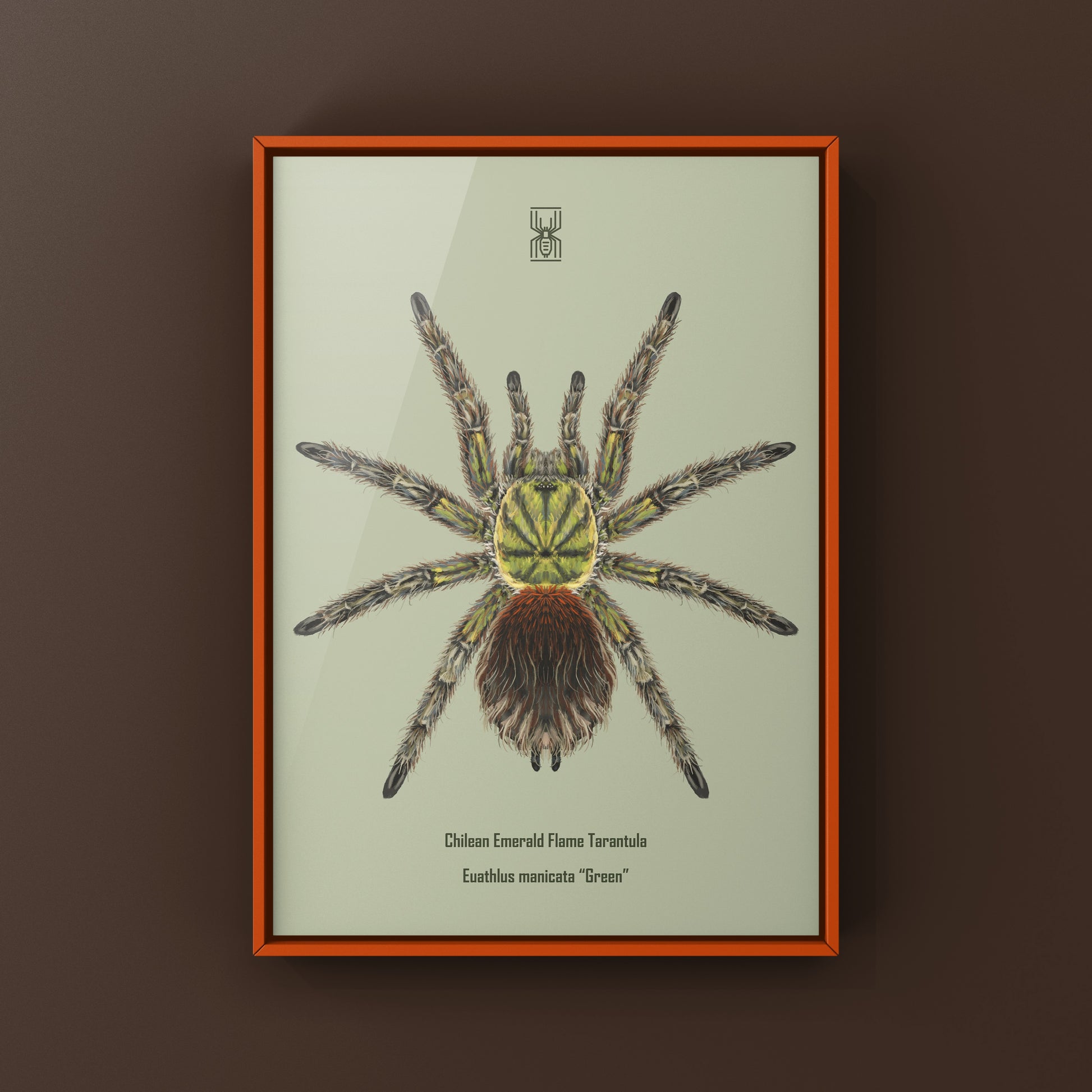 Chilean Emerald Flame Tarantula Euathlus manicata green art print featuring detailed illustrations of the tarantula's vibrant coloration and features.