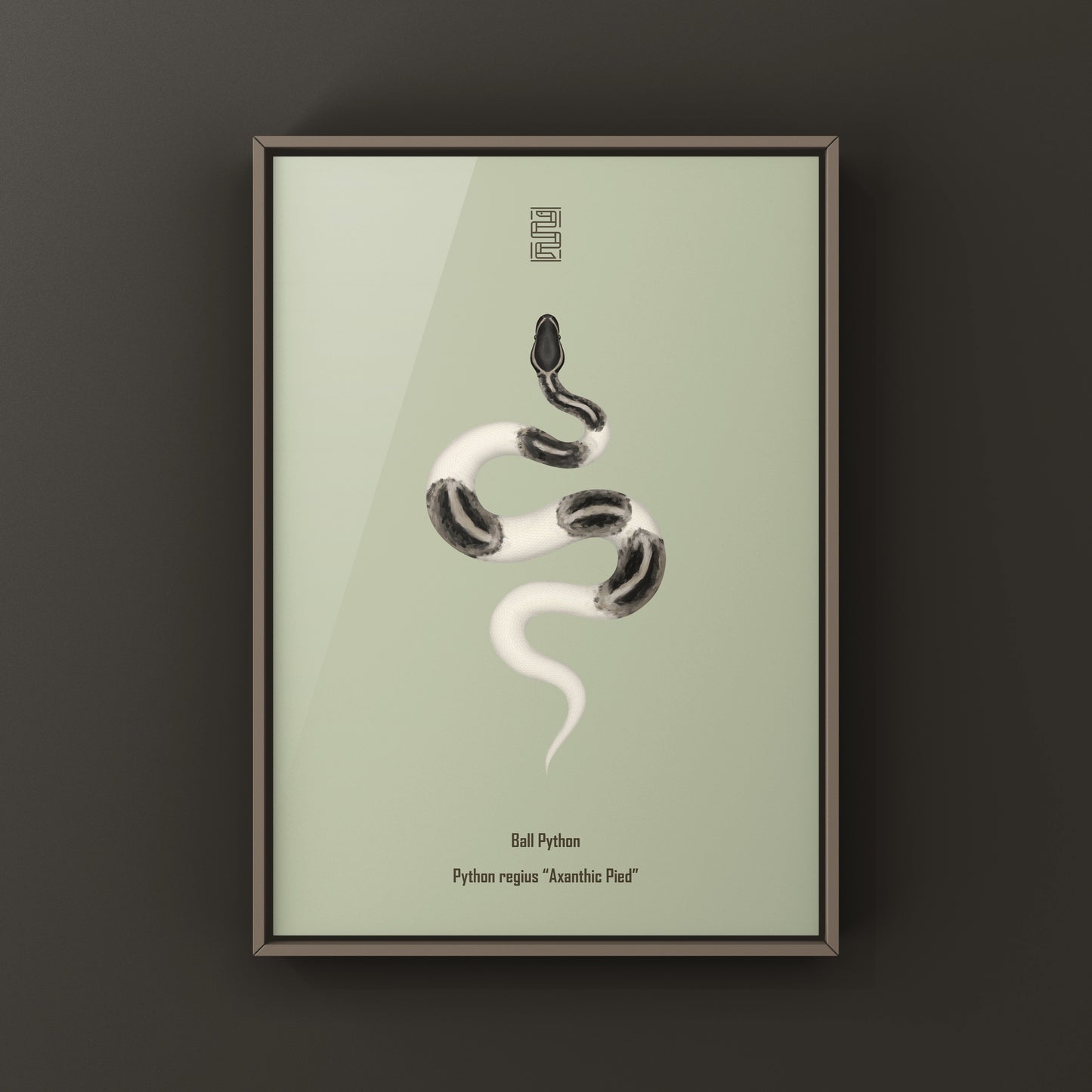 Axanthic Pied Ball Python Art Print from The Silk Ranch
