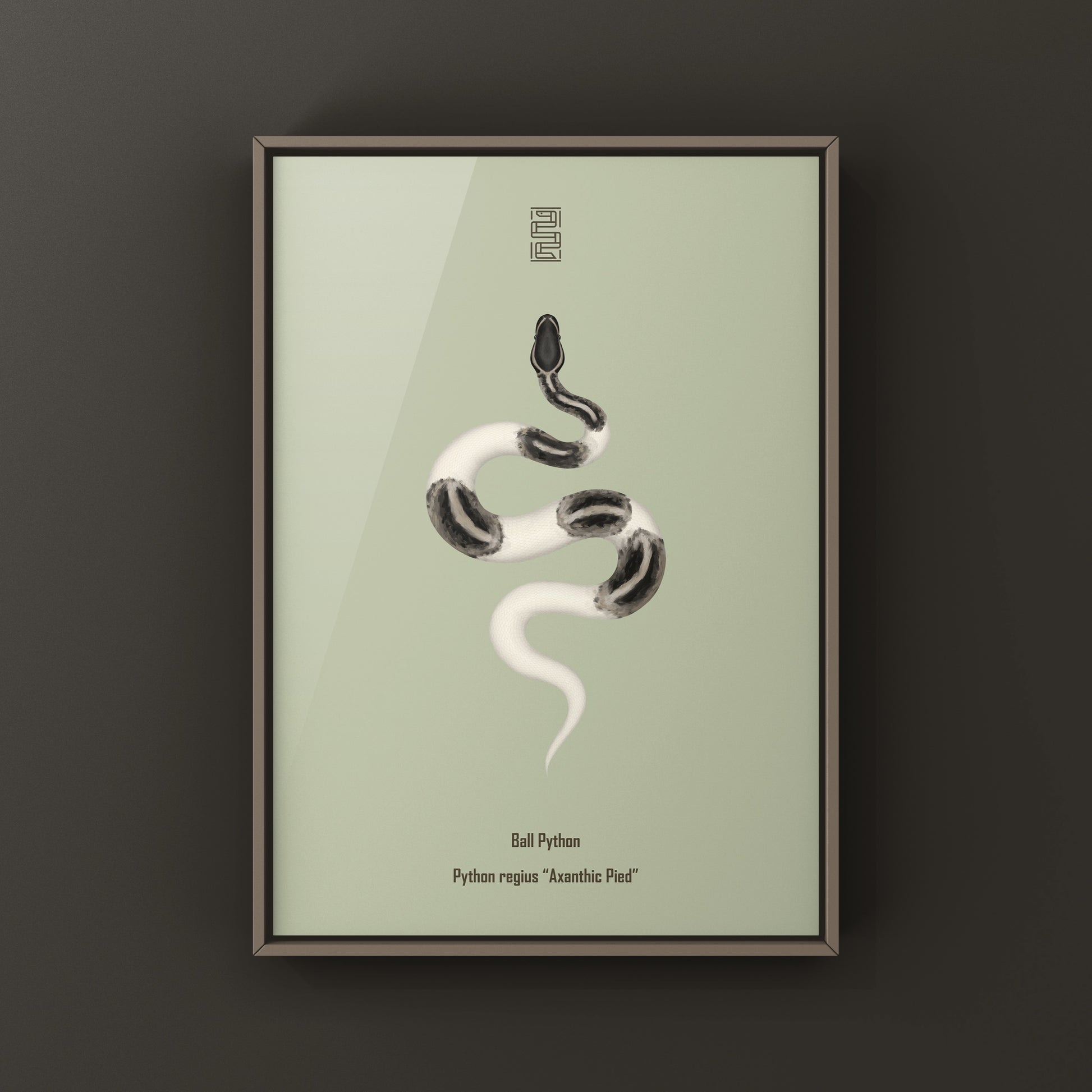 Axanthic Pied Ball Python Art Print from The Silk Ranch