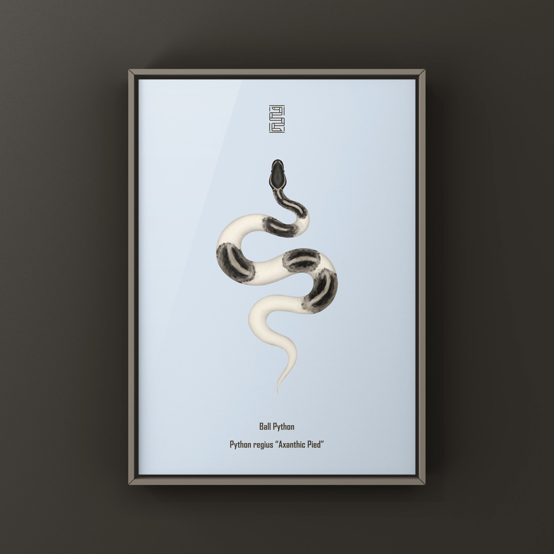 Axanthic Pied Ball Python Art Print from The Silk Ranch