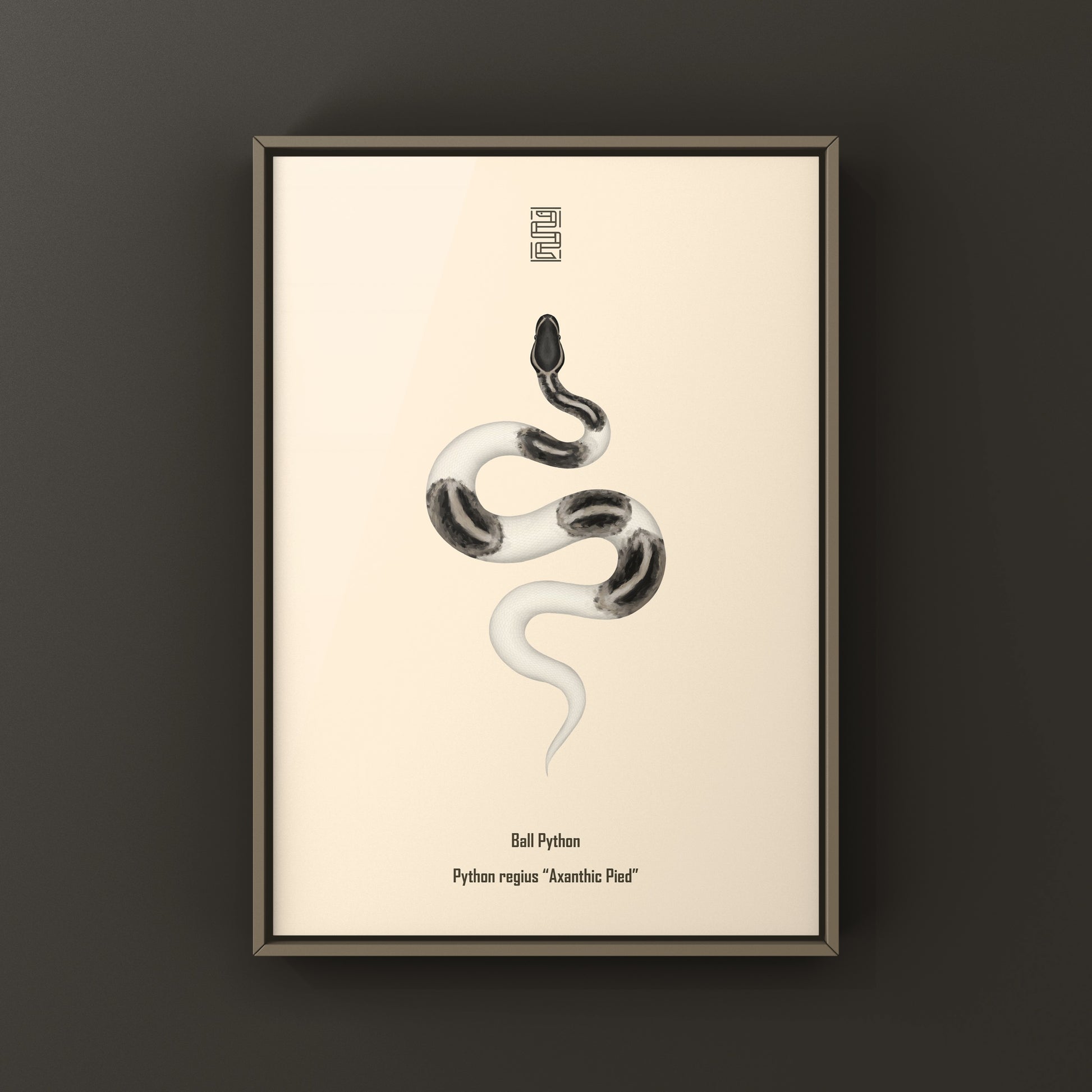 Axanthic Pied Ball Python Art Print from The Silk Ranch