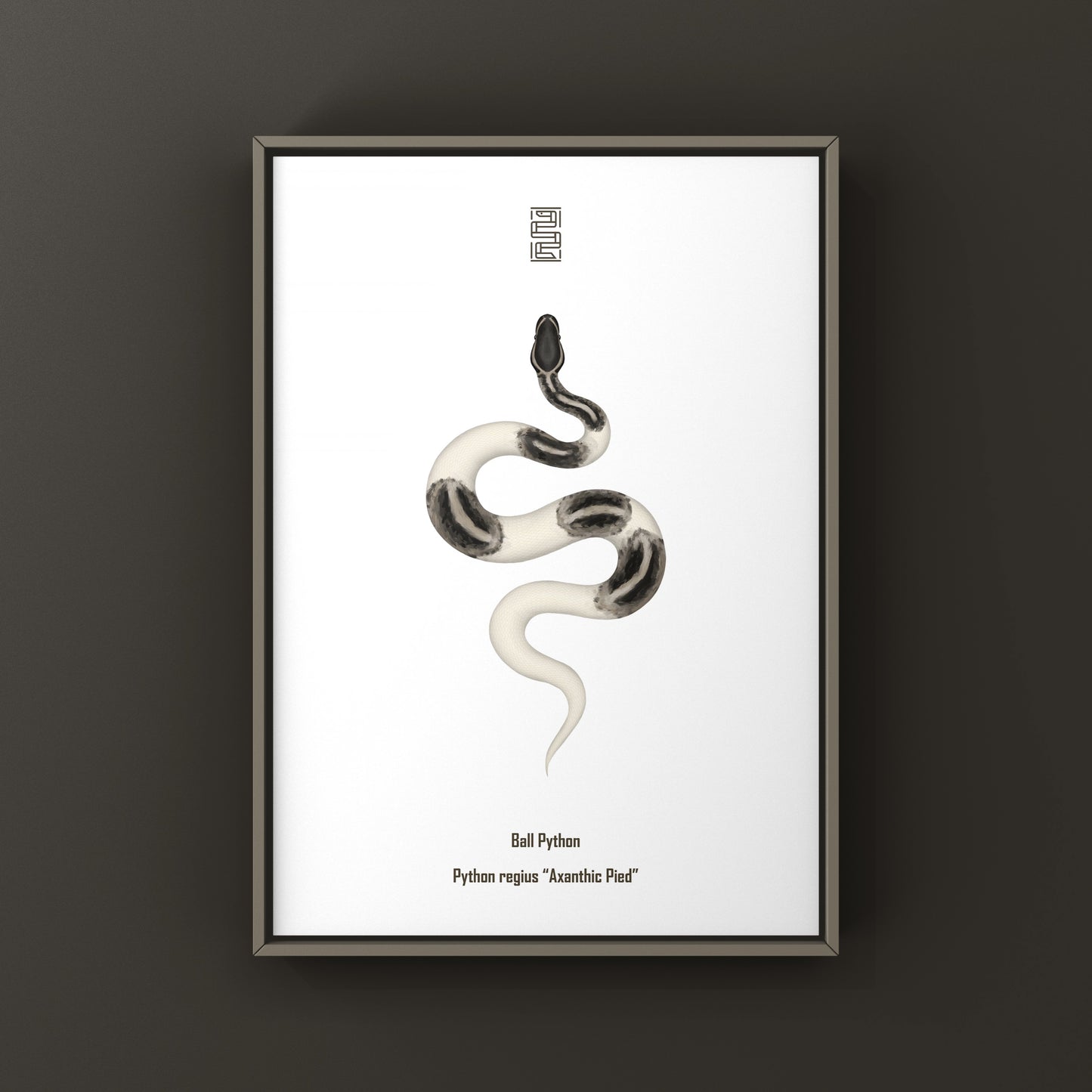 Axanthic Pied Ball Python Art Print from The Silk Ranch