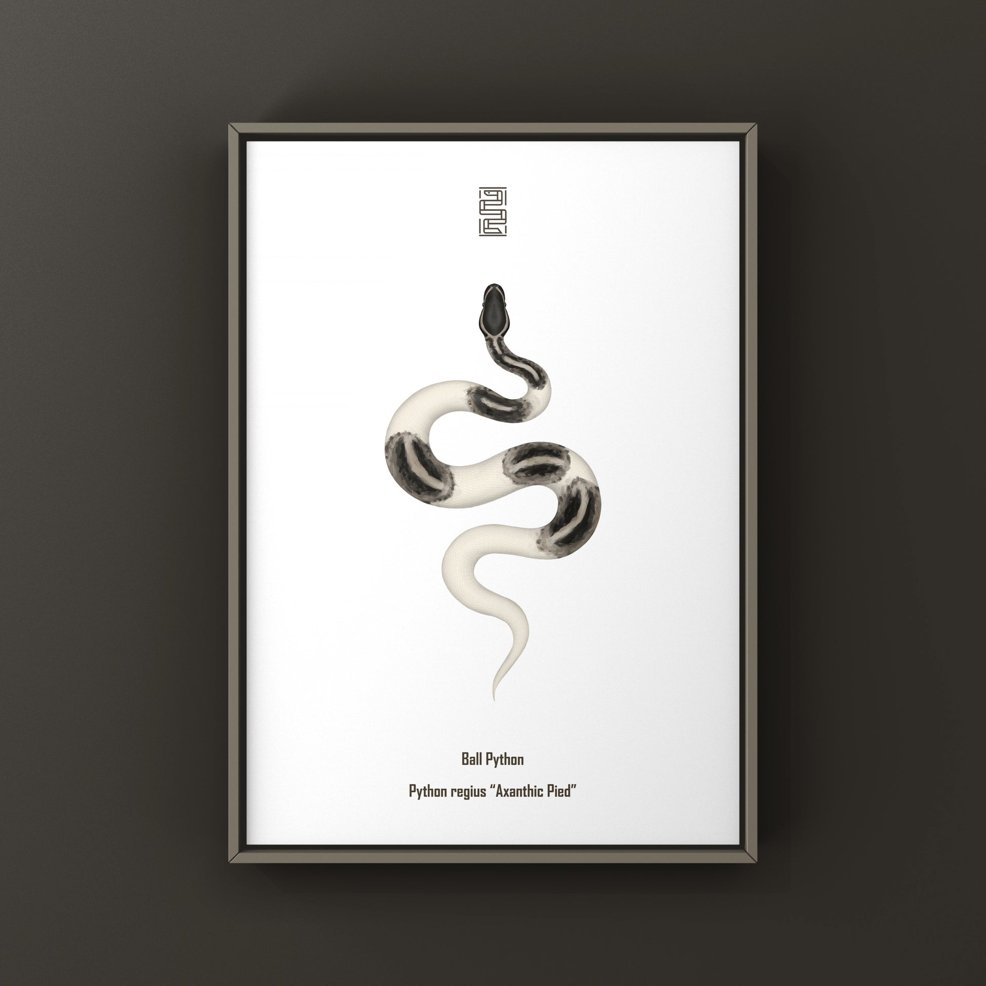 Axanthic Pied Ball Python Art Print from The Silk Ranch