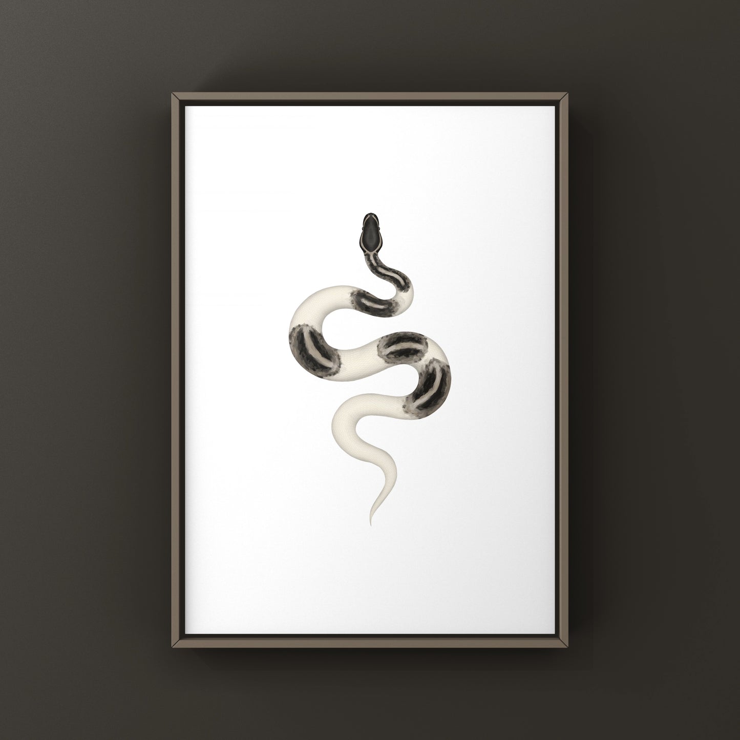 Axanthic Pied Ball Python Art Print from The Silk Ranch