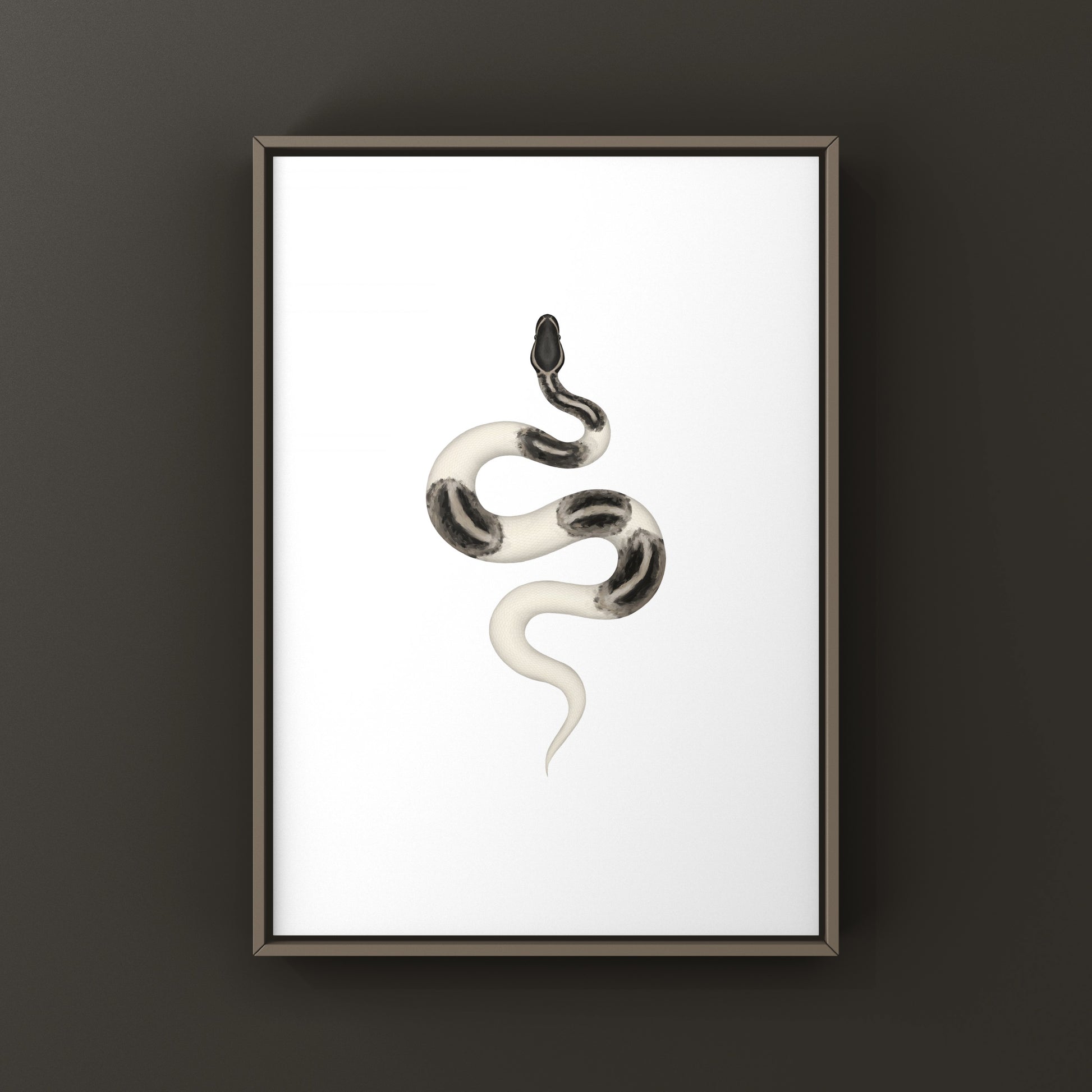 Axanthic Pied Ball Python Art Print from The Silk Ranch