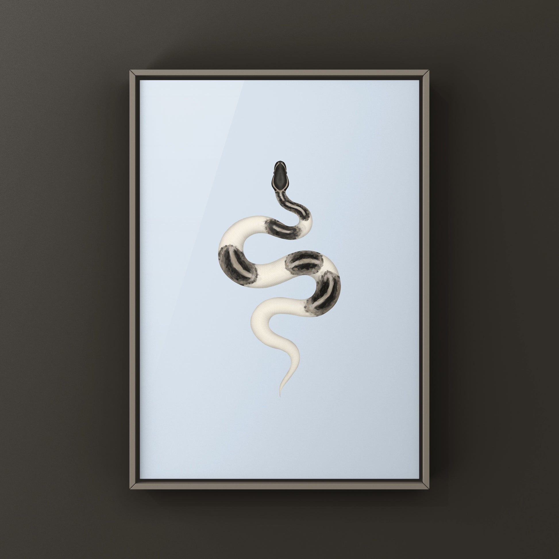 Axanthic Pied Ball Python Art Print from The Silk Ranch