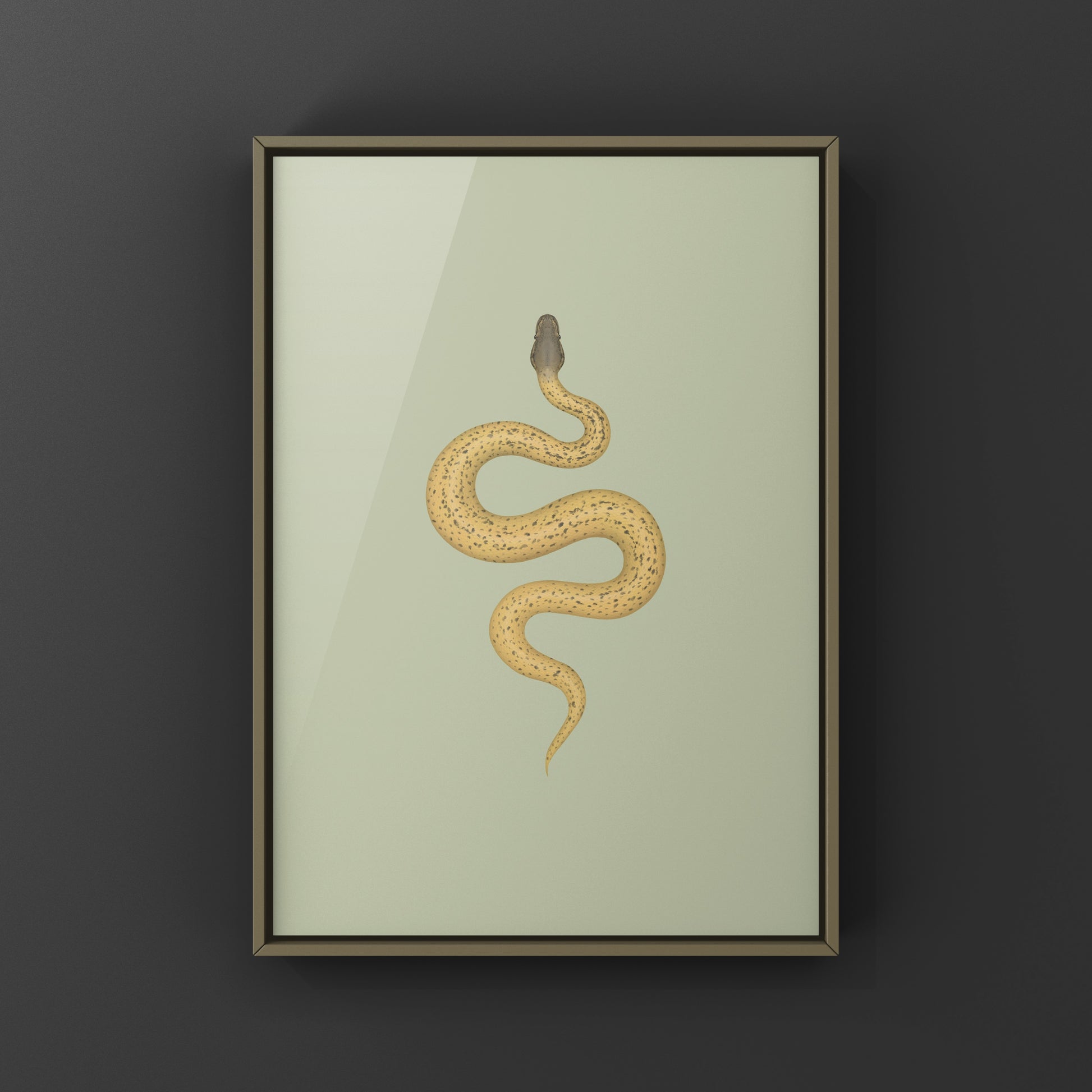 Monsoon Desert Ghost Leopard Ball Python art print by The Silk Ranch showcasing vibrant python patterns and detailed illustration.