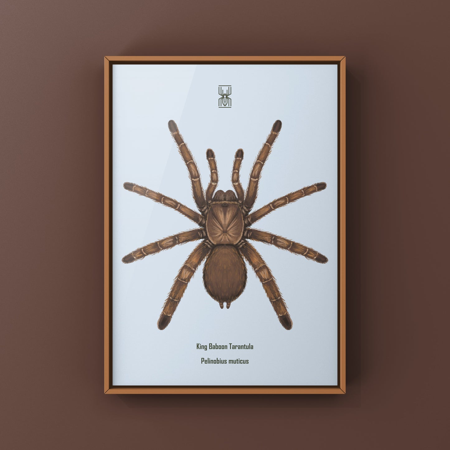 Art print of a King Baboon Tarantula (Pelinobius muticus) by The Silk Ranch, featuring detailed spider illustration on white background.