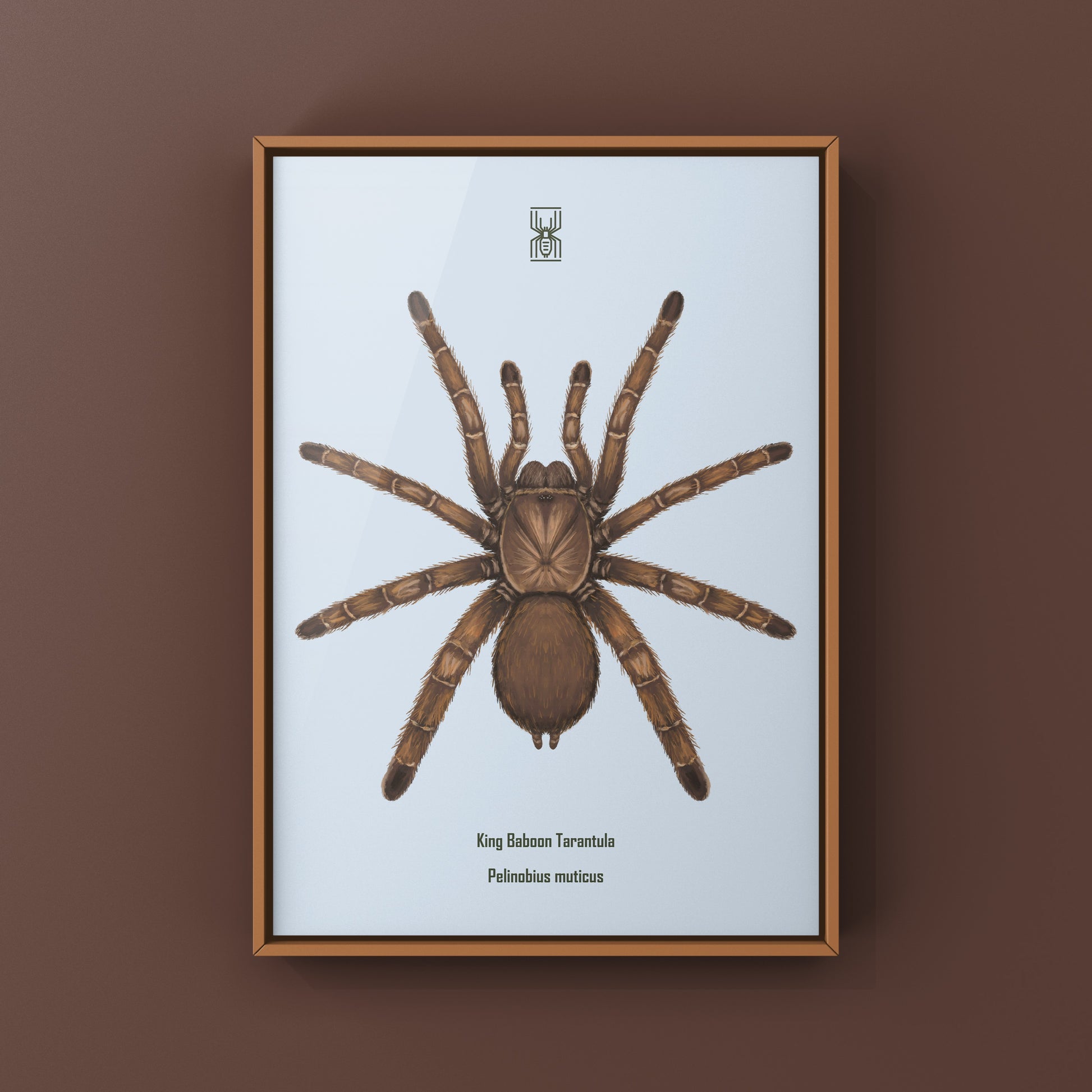 Art print of a King Baboon Tarantula (Pelinobius muticus) by The Silk Ranch, featuring detailed spider illustration on white background.