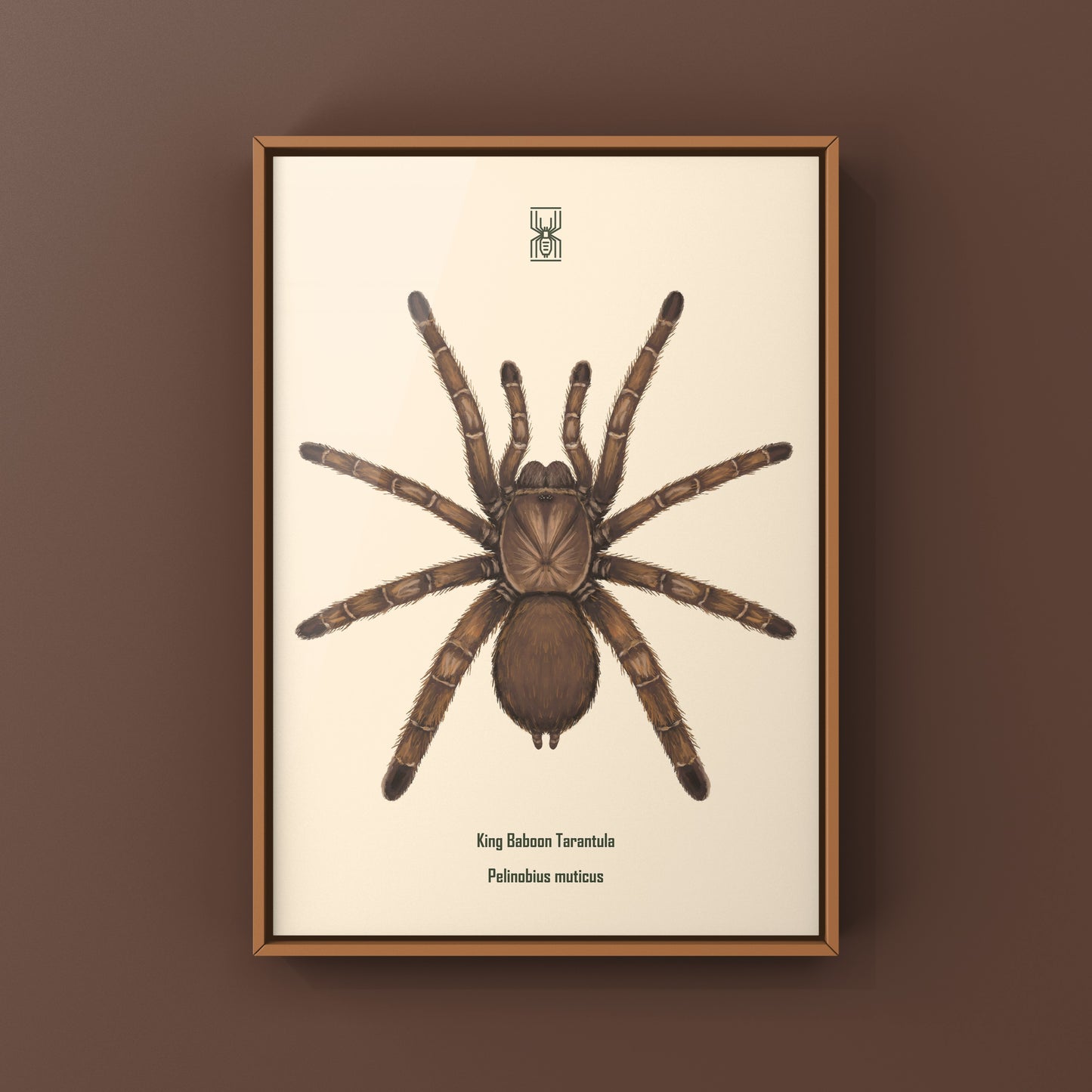 Art print of a King Baboon Tarantula (Pelinobius muticus) showing detailed illustration of the spider's body and legs.