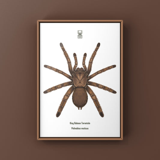 King Baboon Tarantula (Pelinobius muticus) Art Print from The Silk Ranch