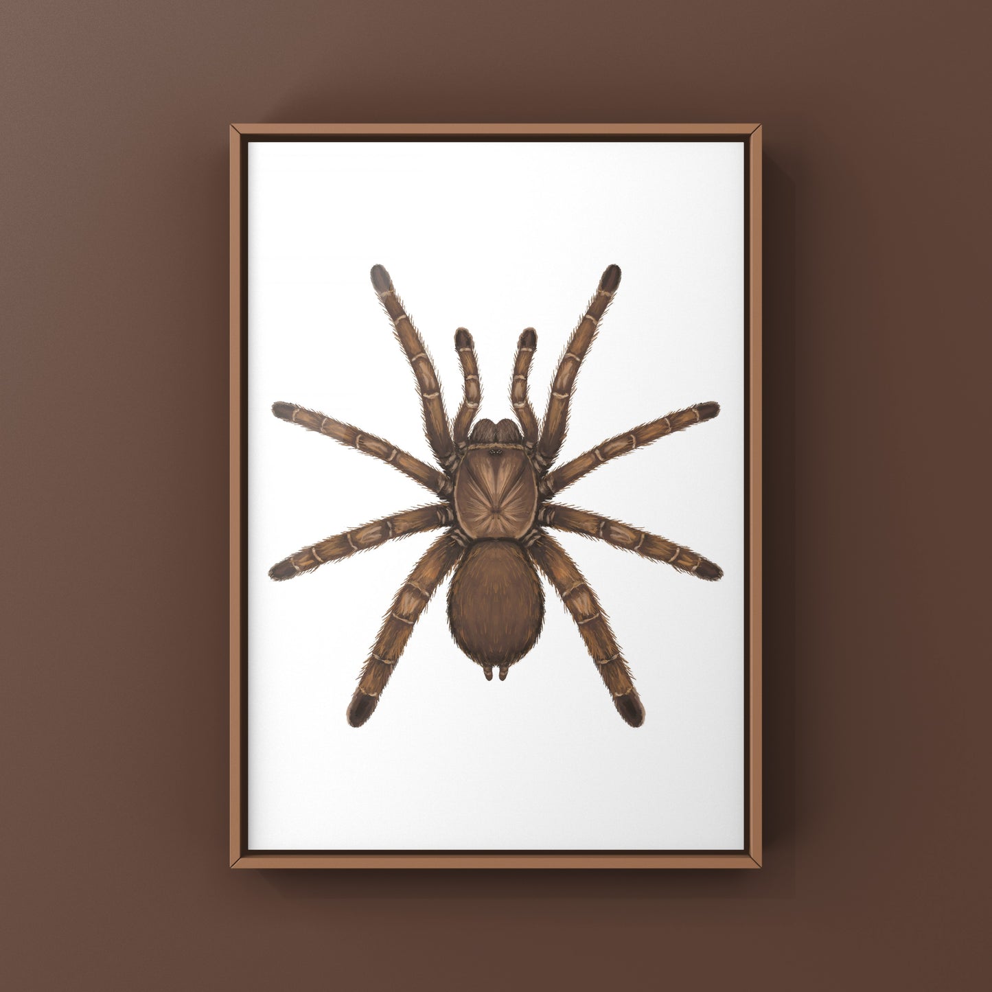 Art print of a King Baboon Tarantula (Pelinobius muticus) by The Silk Ranch, showcasing detailed, realistic spider artwork.