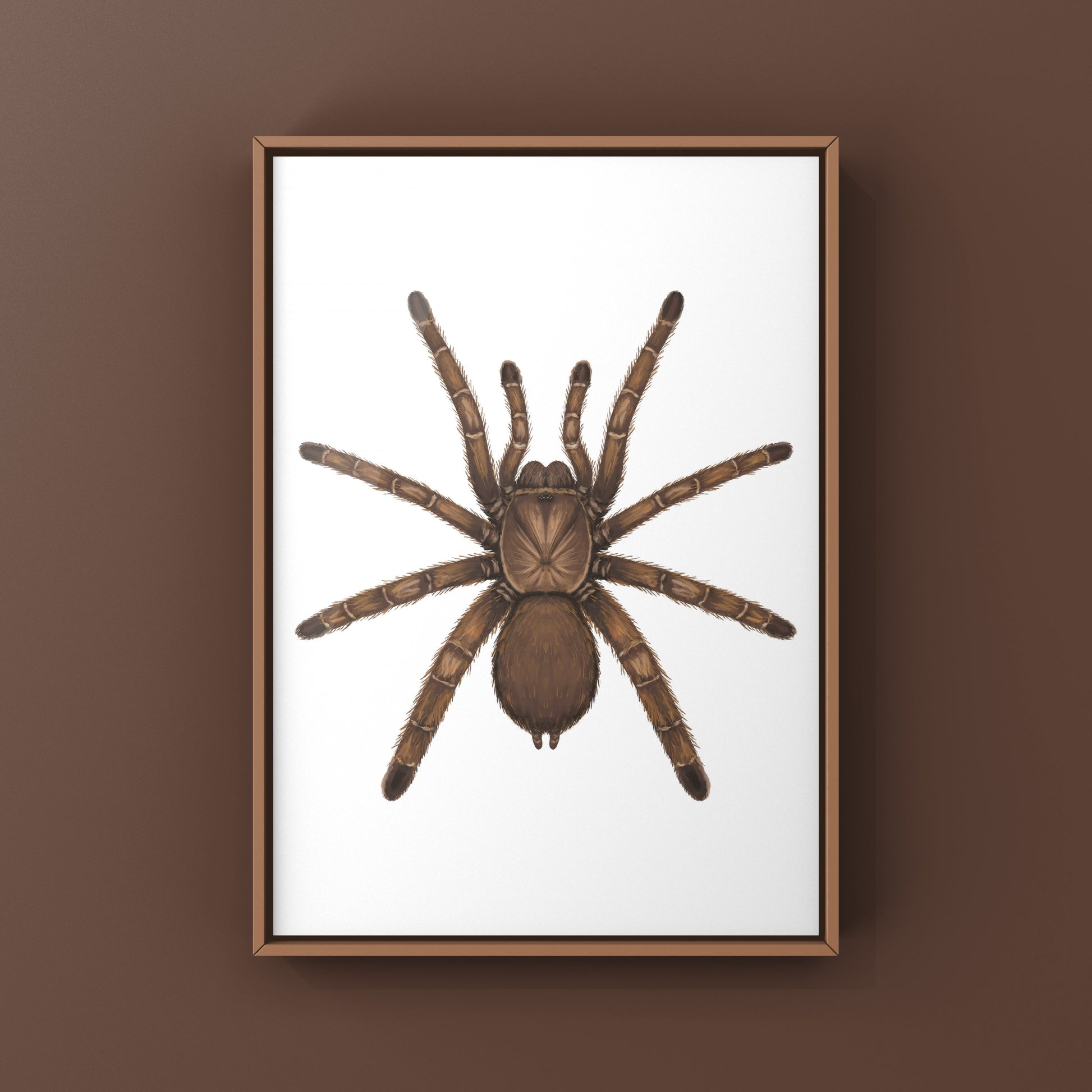 Art print of a King Baboon Tarantula (Pelinobius muticus) by The Silk Ranch, showcasing detailed, realistic spider artwork.