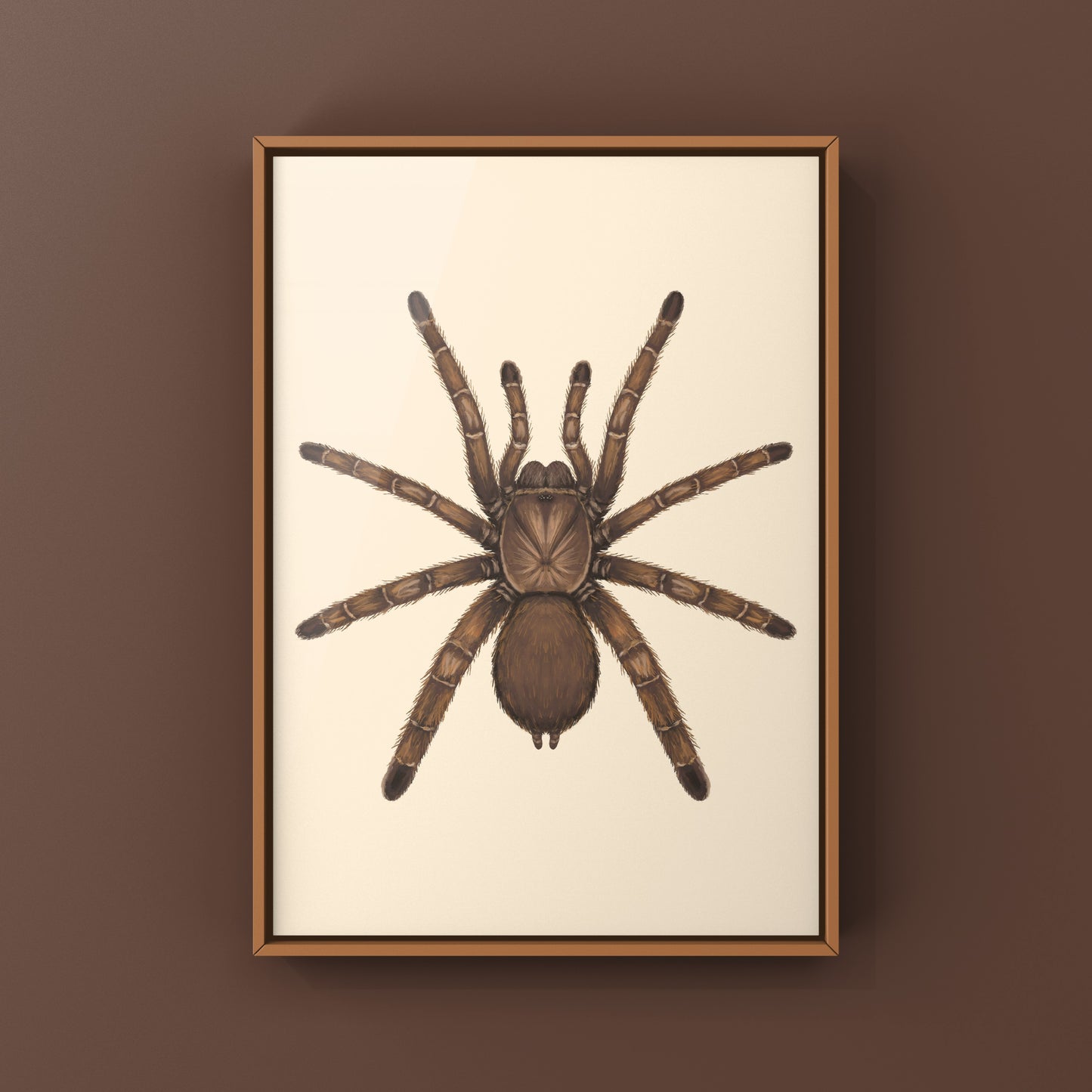 Art print of a King Baboon Tarantula (Pelinobius muticus) by The Silk Ranch, featuring detailed insect illustration on paper.