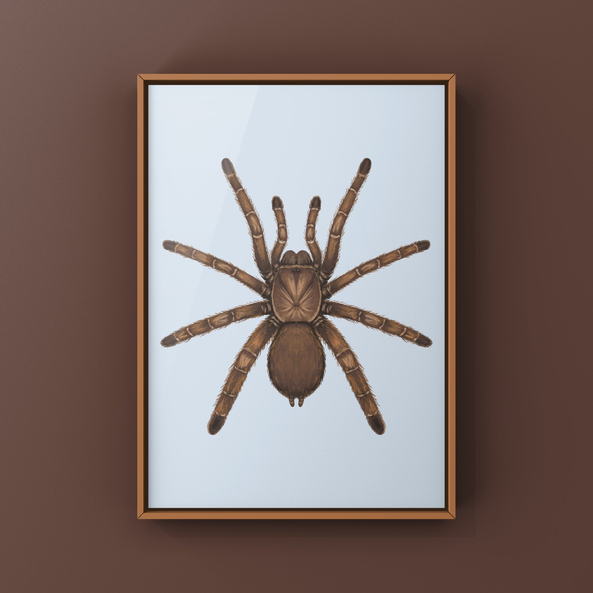 Colorful art print of a King Baboon Tarantula (Pelinobius muticus) by The Silk Ranch, showcasing the detailed arachnid illustration.