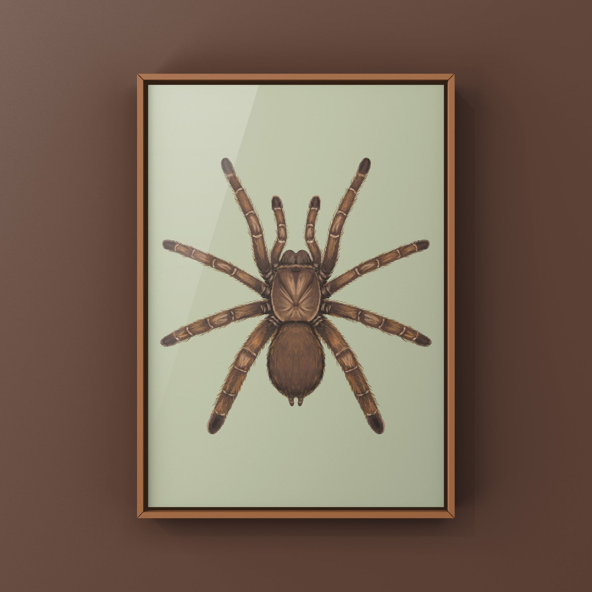 Art print of a King Baboon Tarantula (Pelinobius muticus) showcasing detailed, realistic spider illustrations by The Silk Ranch.