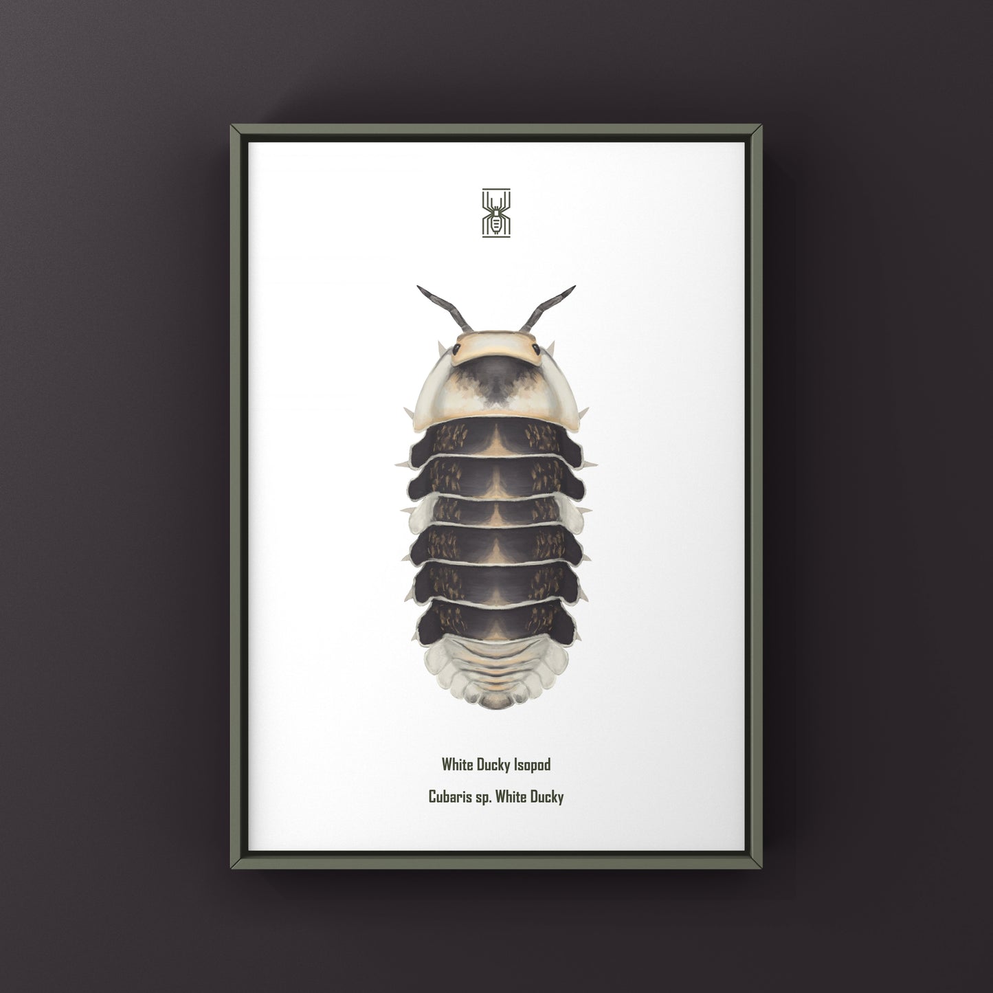 White Ducky Isopod Cubaris sp. art print featuring detailed illustration of a white isopod on a neutral background.