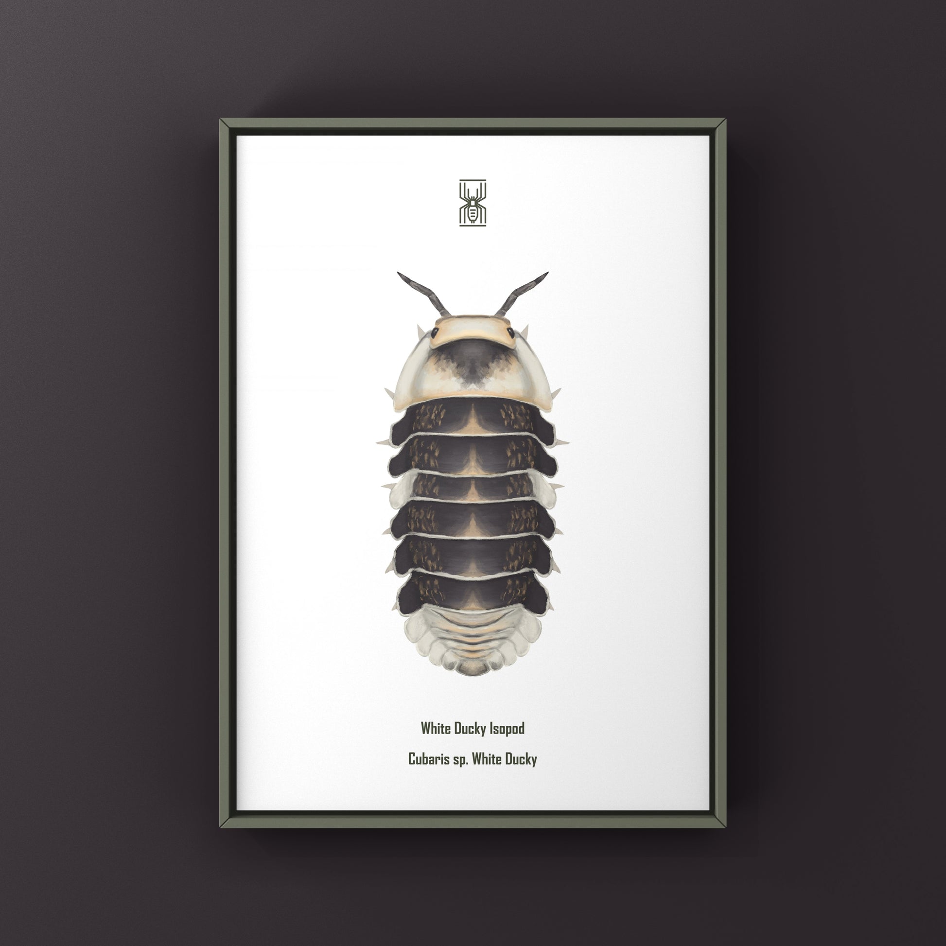 White Ducky Isopod Cubaris sp. art print featuring detailed illustration of a white isopod on a neutral background.