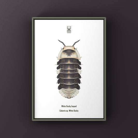 White Ducky Isopod (Cubaris sp. White Ducky) Art Print from The Silk Ranch