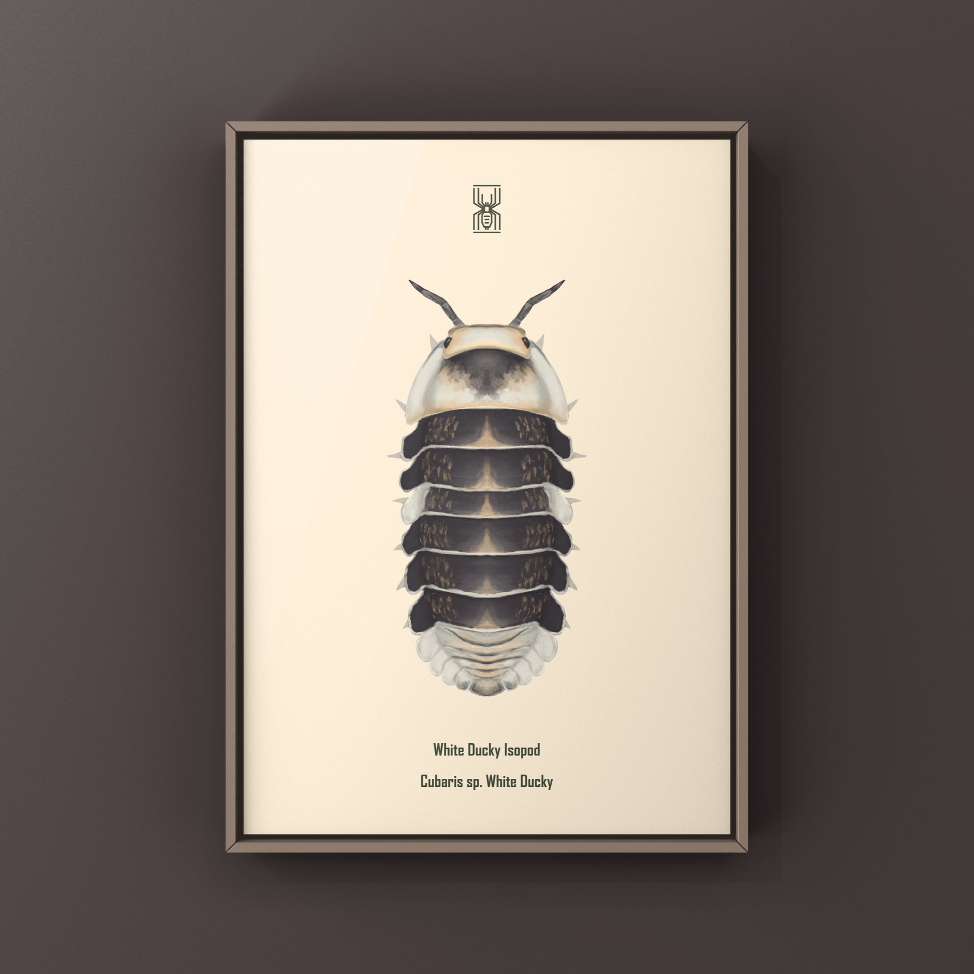 White Ducky Isopod Cubaris sp. art print featuring a detailed illustration of the white isopod on a white background.