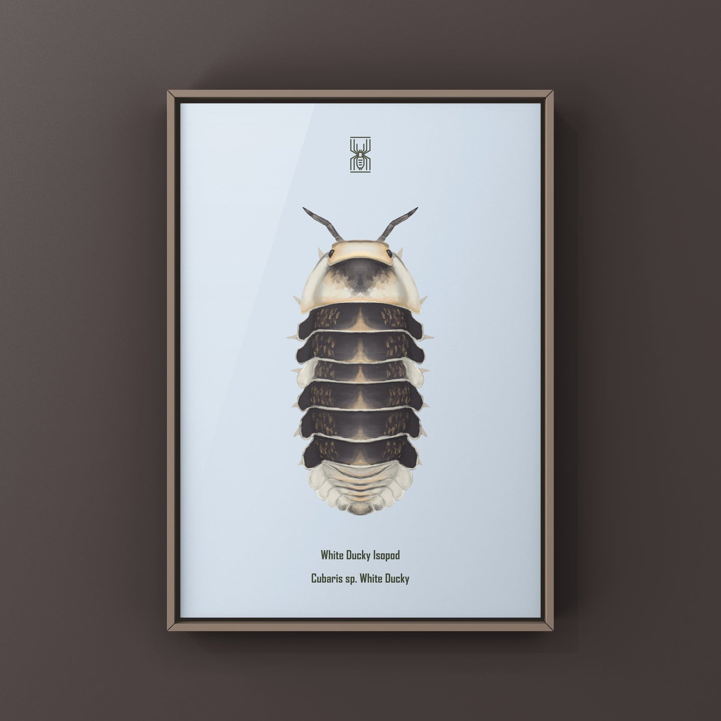 White Ducky Isopod art print featuring a Cubaris sp. White Ducky, showcasing detailed illustrations of the isopod on white background.