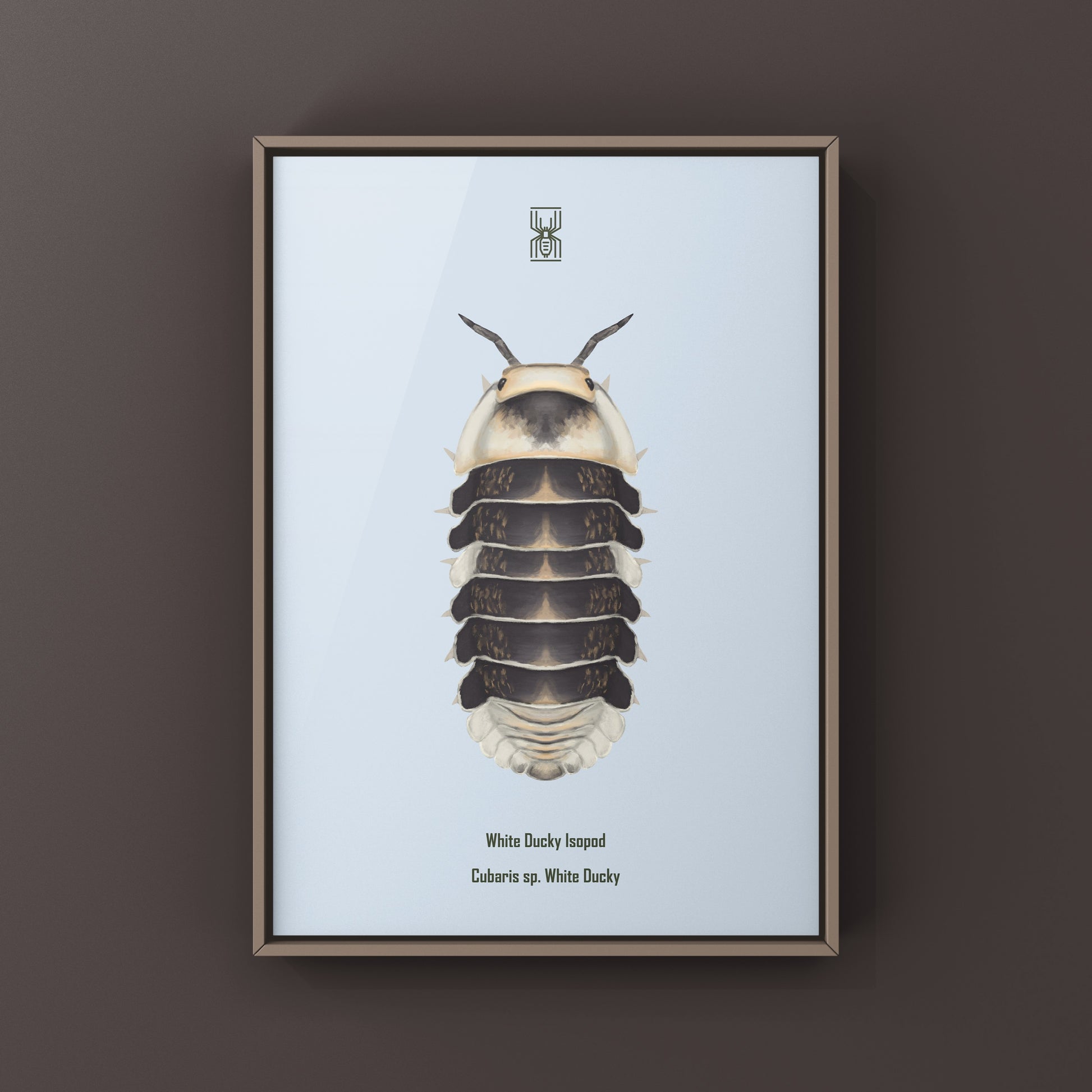White Ducky Isopod art print featuring a Cubaris sp. White Ducky, showcasing detailed illustrations of the isopod on white background.