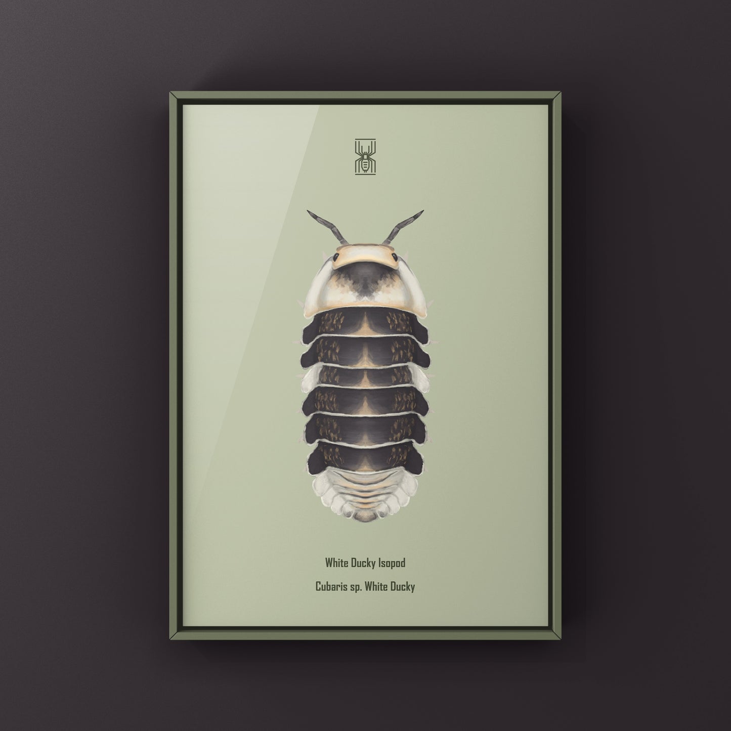 White Ducky Isopod art print by The Silk Ranch, featuring a detailed illustration of Cubaris sp. White Ducky on white background.