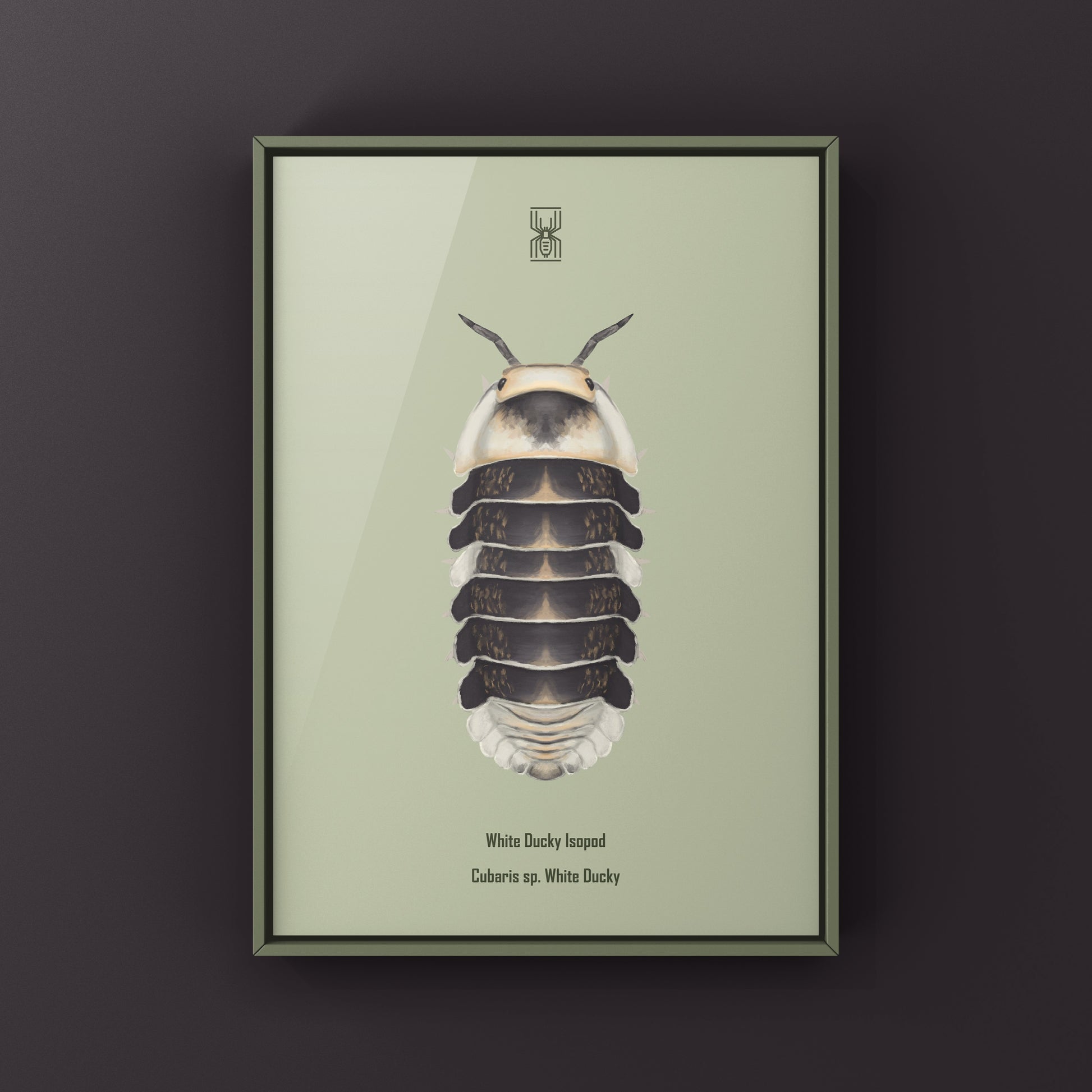 White Ducky Isopod art print by The Silk Ranch, featuring a detailed illustration of Cubaris sp. White Ducky on white background.
