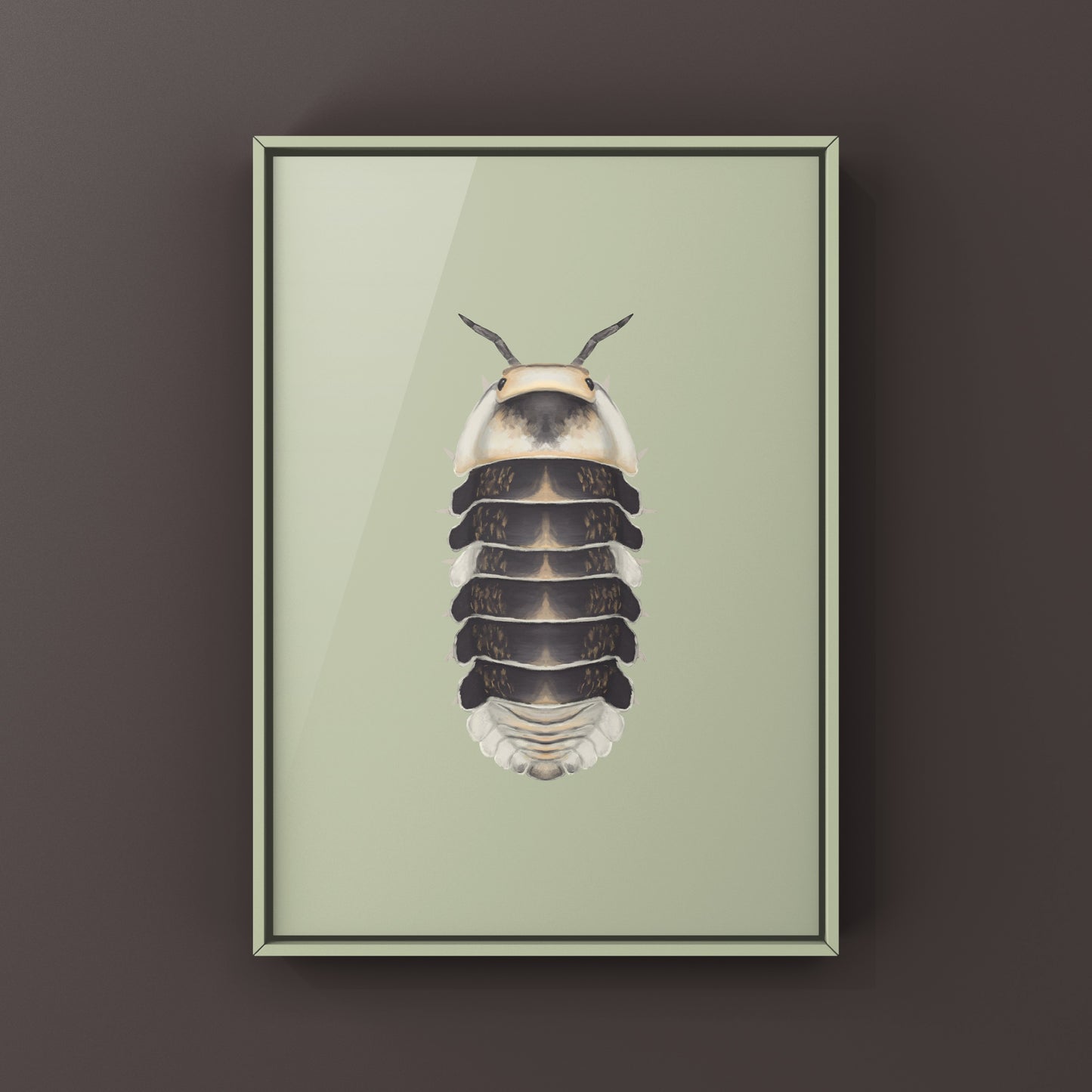 White Ducky Isopod art print featuring a detailed illustration of the Cubaris sp. White Ducky by The Silk Ranch.