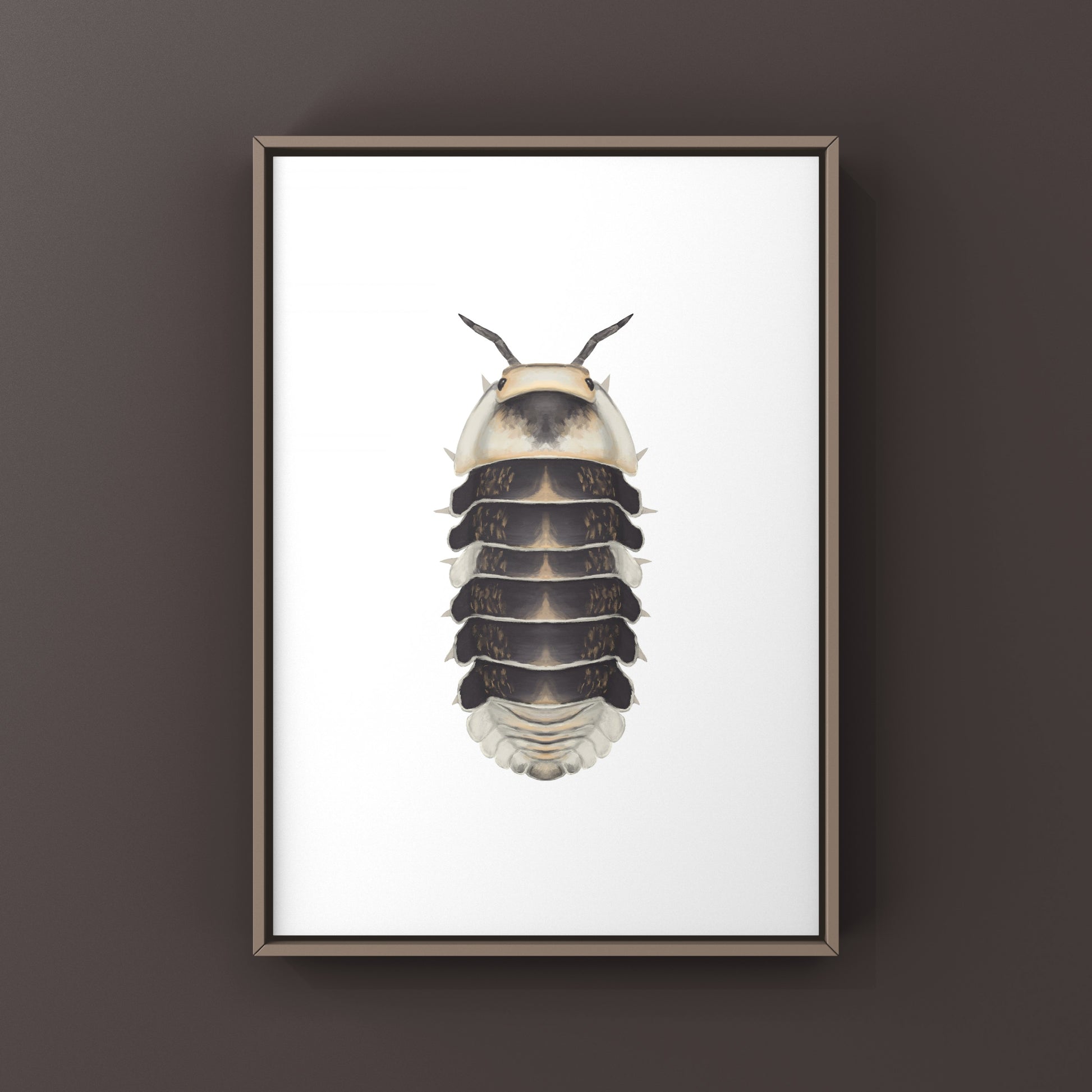 White Ducky Isopod Cubaris sp. art print featuring detailed illustration of the white isopod on a plain background.