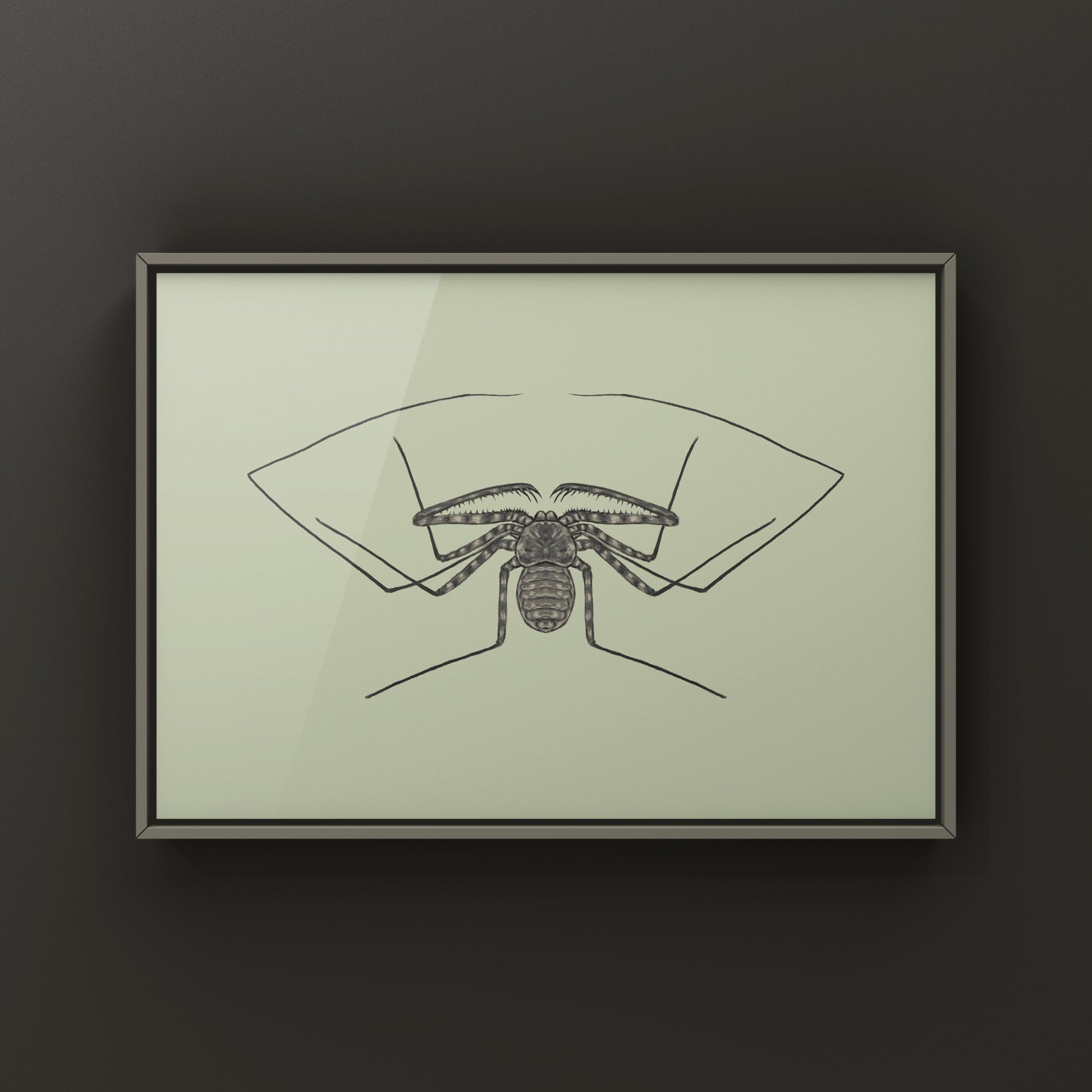 Tanzanian Giant Tailless Whip Scorpion Damon diadema art print showcasing detailed illustration of this arachnid species.