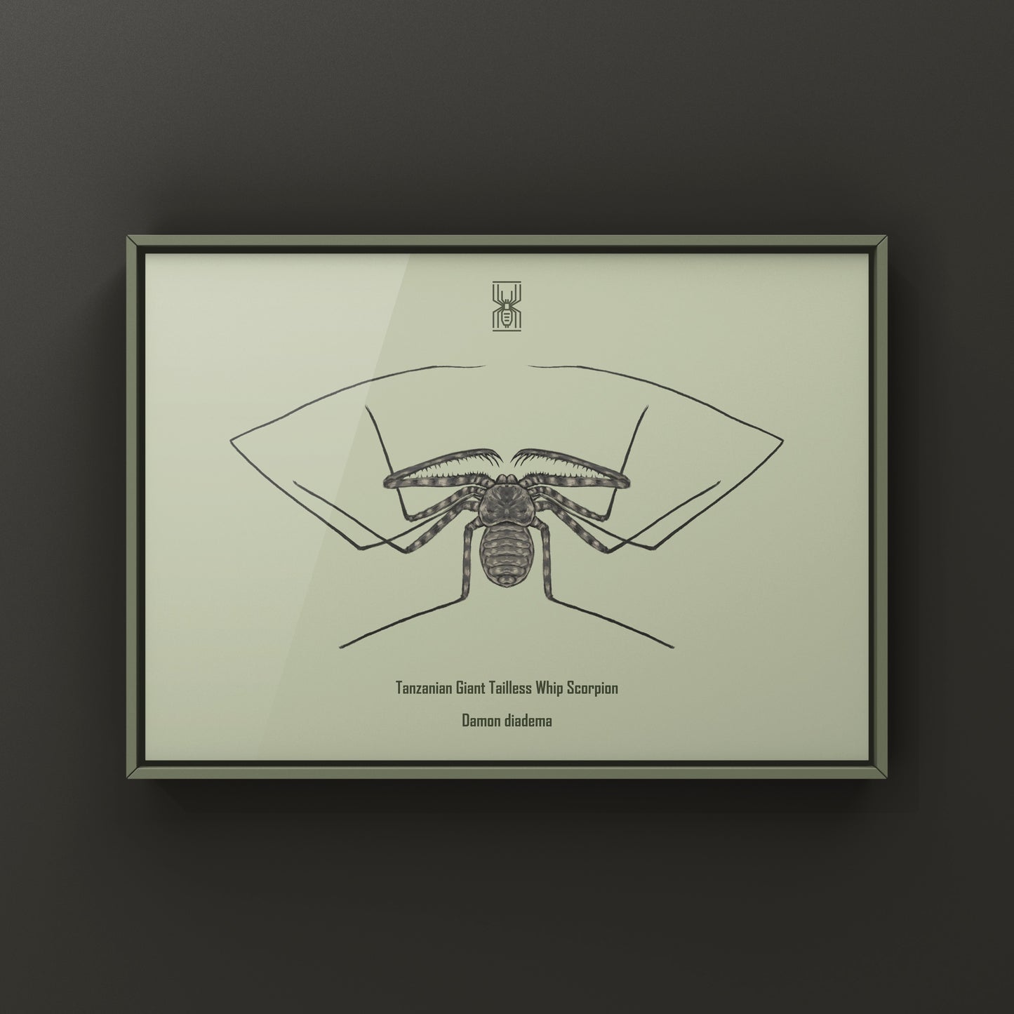 Tanzanian Giant Tailless Whip Scorpion Damon diadema art print featuring detailed illustration of the arachnid on paper.