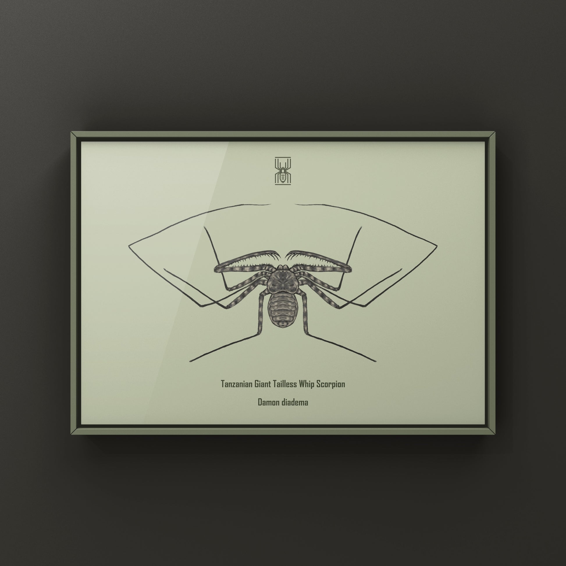 Tanzanian Giant Tailless Whip Scorpion Damon diadema art print featuring detailed illustration of the arachnid on paper.